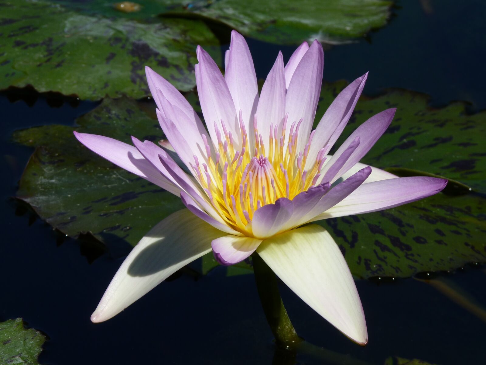 Panasonic Lumix DMC-FZ35 (Lumix DMC-FZ38) sample photo. Water lily, purple, blossom photography