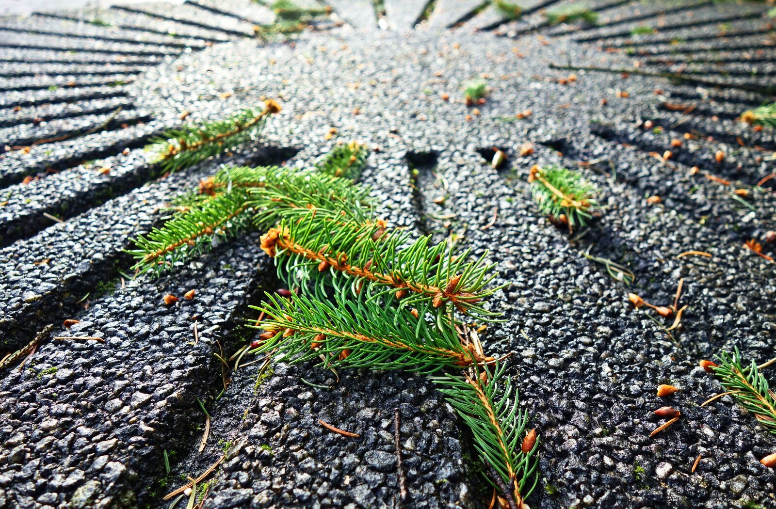 Sony Cyber-shot DSC-RX100 sample photo. Pine needles, pine tree photography