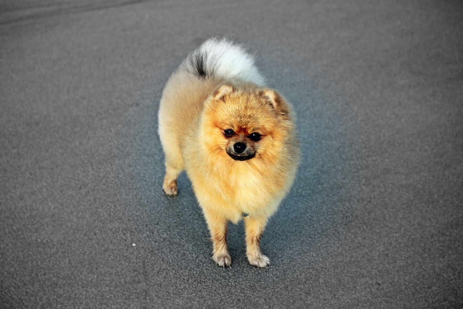 Canon EOS 500D (EOS Rebel T1i / EOS Kiss X3) sample photo. Spitz miniature, pure-breed dog photography