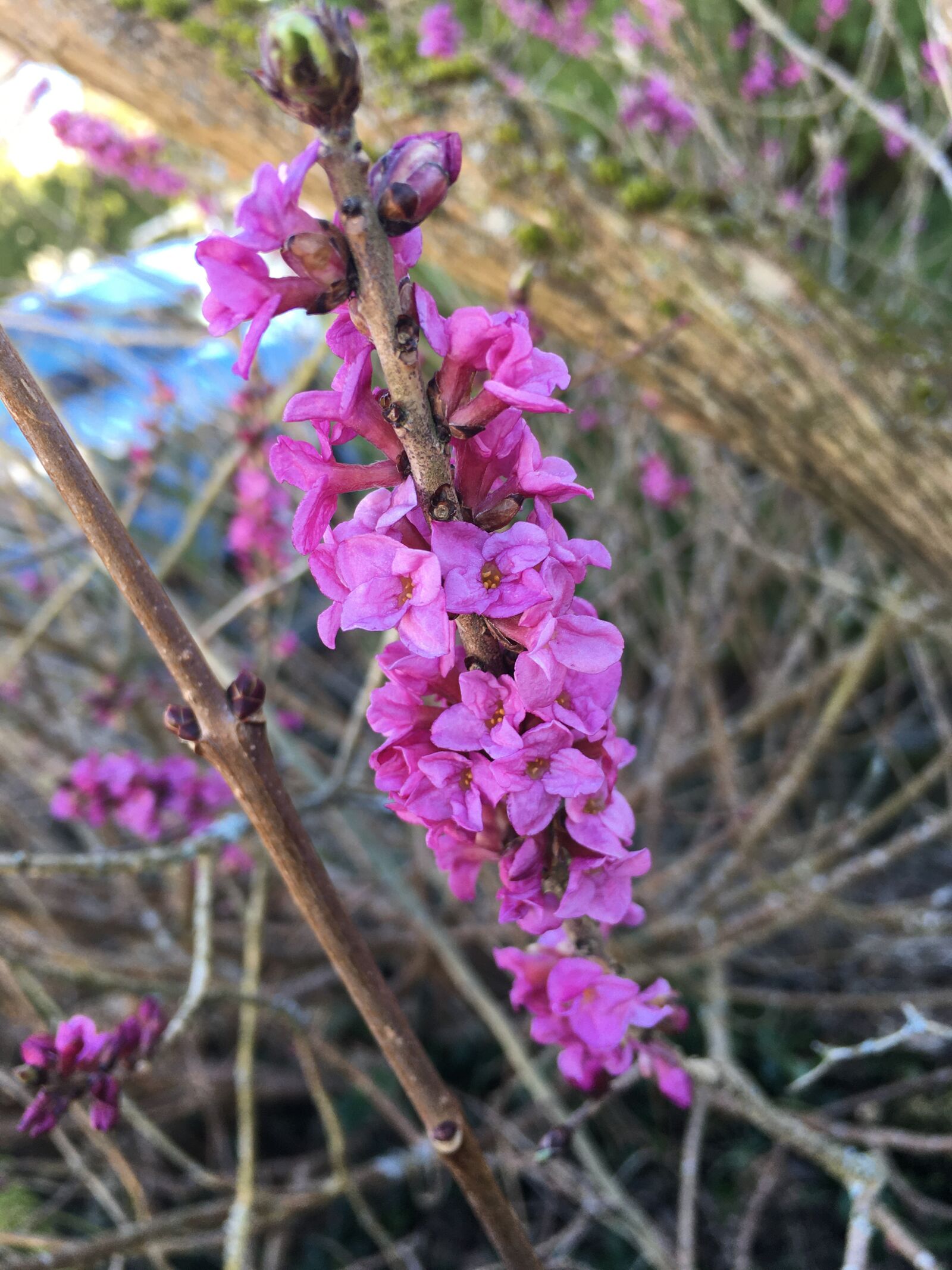 Apple iPhone 6s sample photo. Flower, spring, nature photography