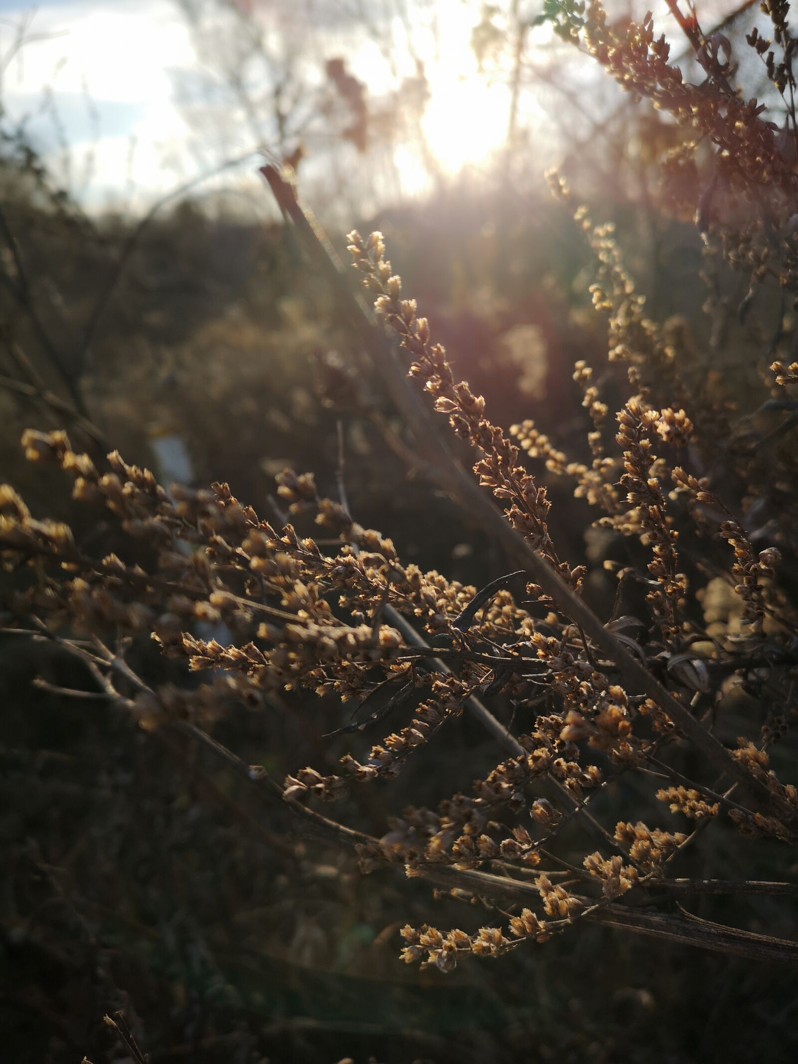 HUAWEI CLT-L29 sample photo. Clearance, herbs, grass photography