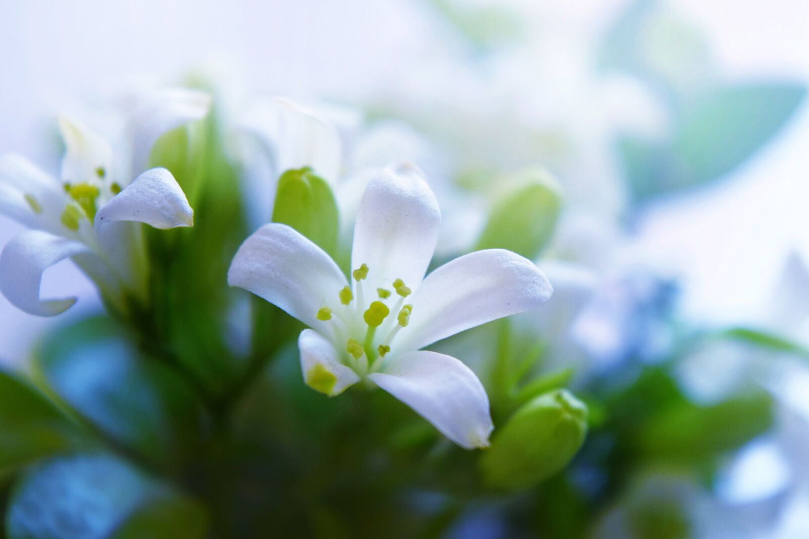 Nikon D5300 sample photo. Flower, white, garden photography