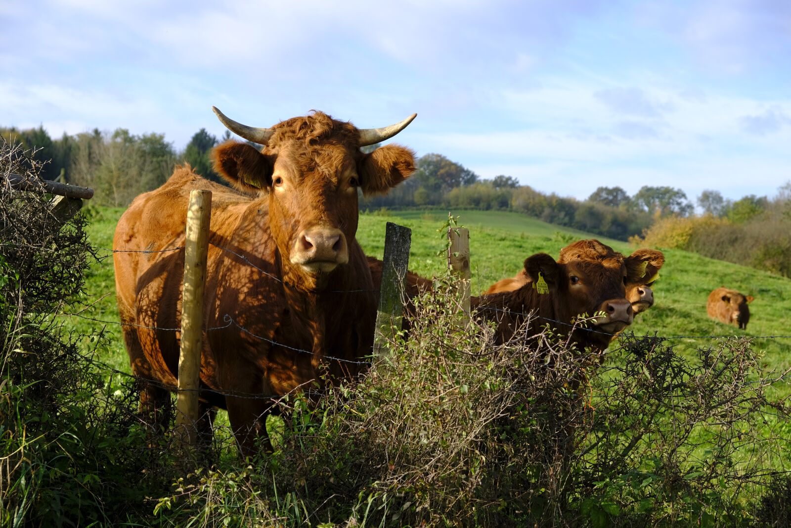 Fujifilm XF 18-55mm F2.8-4 R LM OIS sample photo. Animals, cows, cattle photography