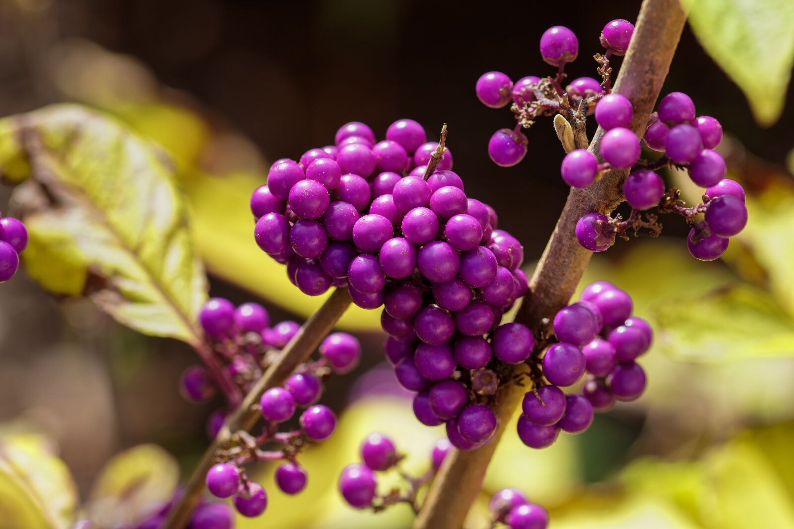 Nikon D7200 sample photo. Chinese sch nfrucht, berries photography