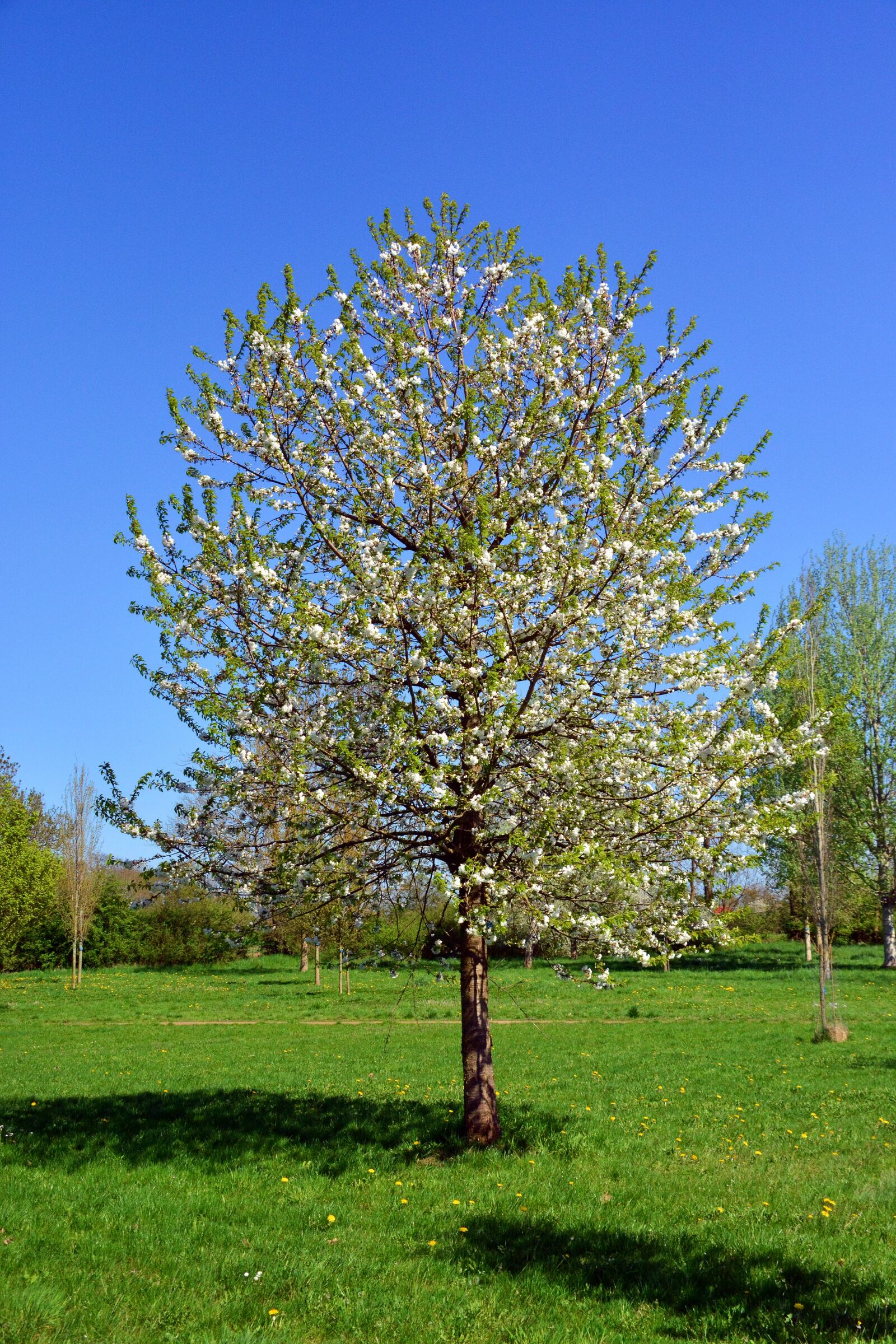 Nikon D5200 sample photo. Cherry tree, tree, nature photography