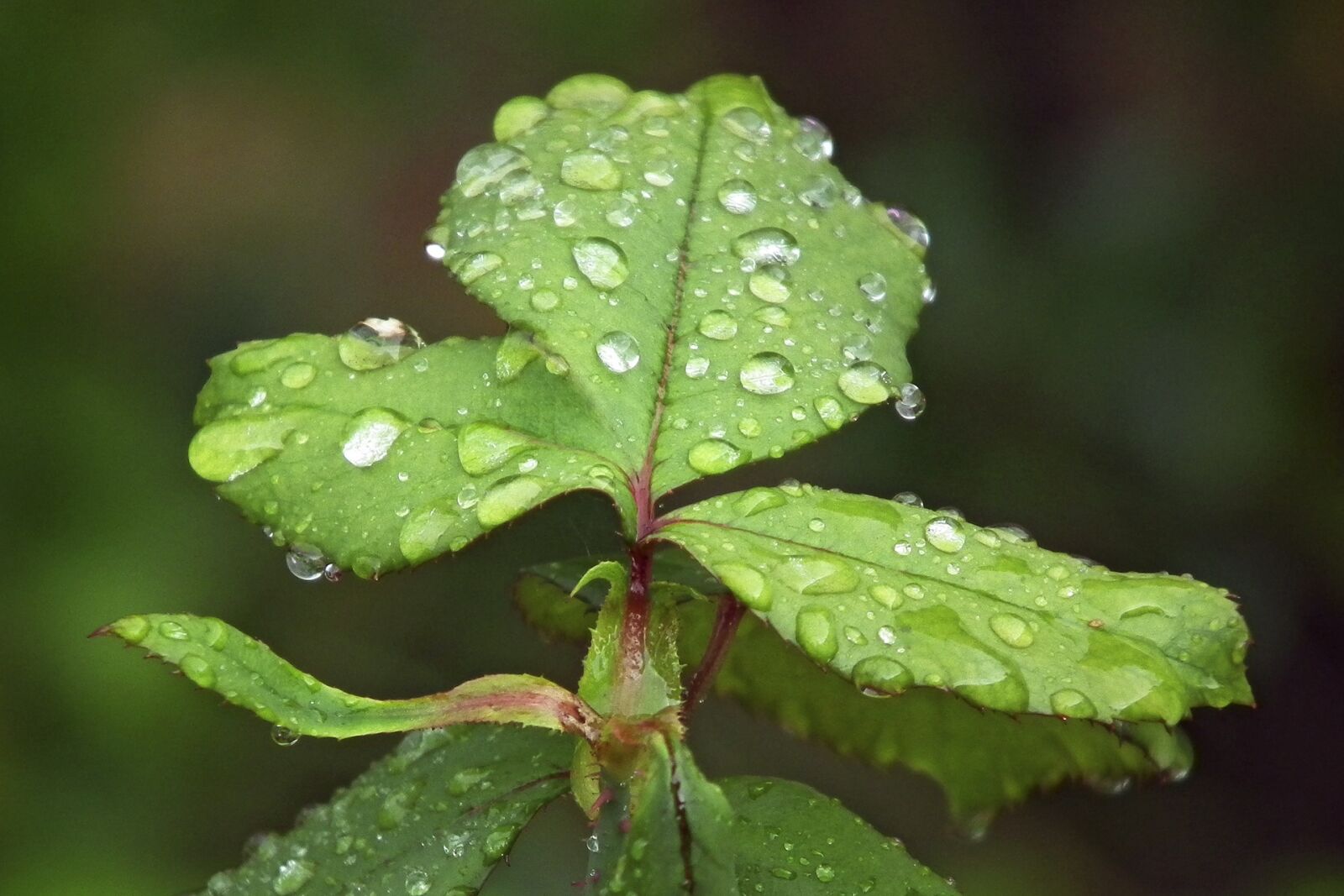 FujiFilm FinePix HS10 (FinePix HS11) sample photo. Leaf, rain, drip photography