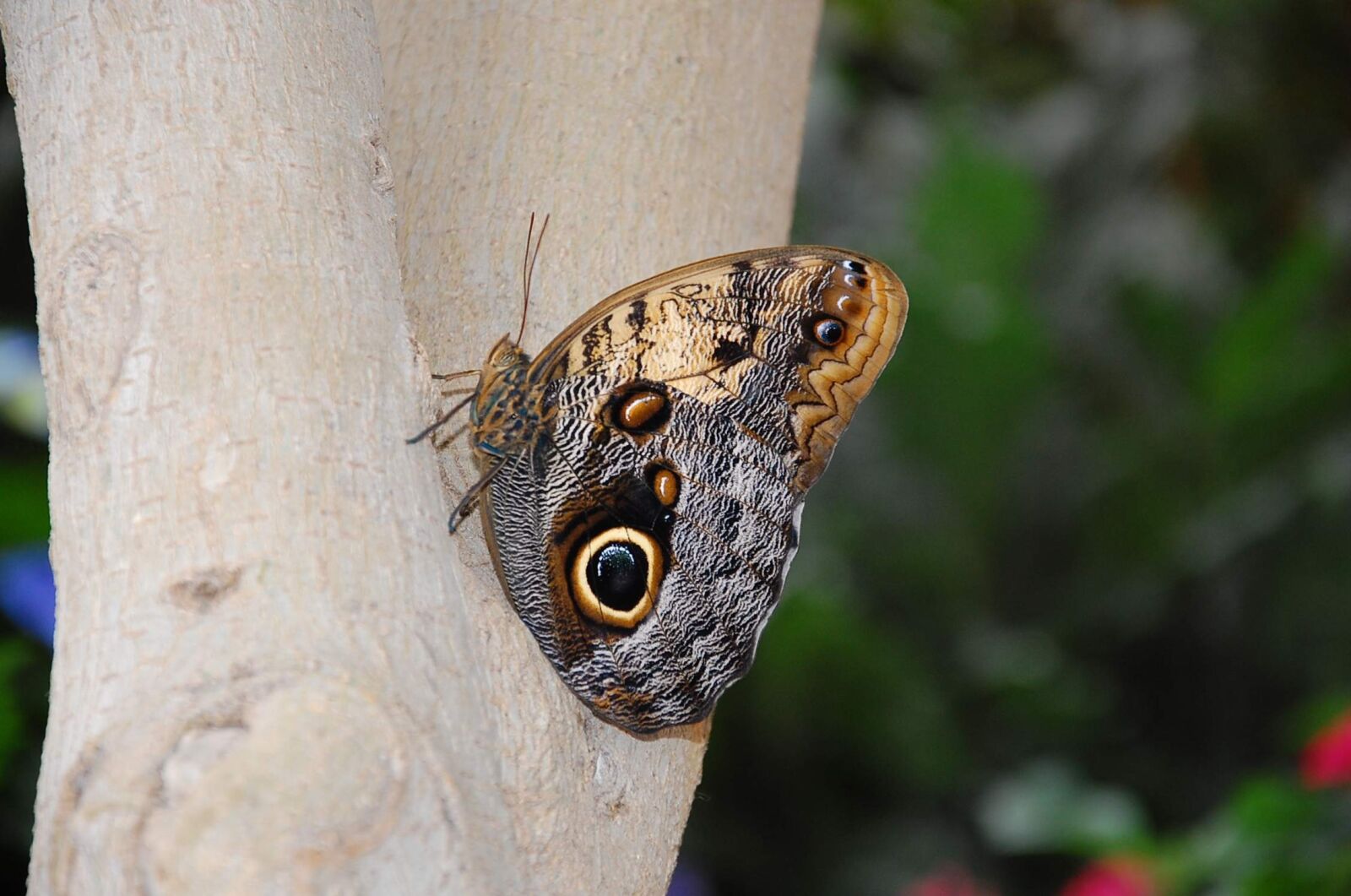 Nikon D40 sample photo. Insect, butterfly, nature photography