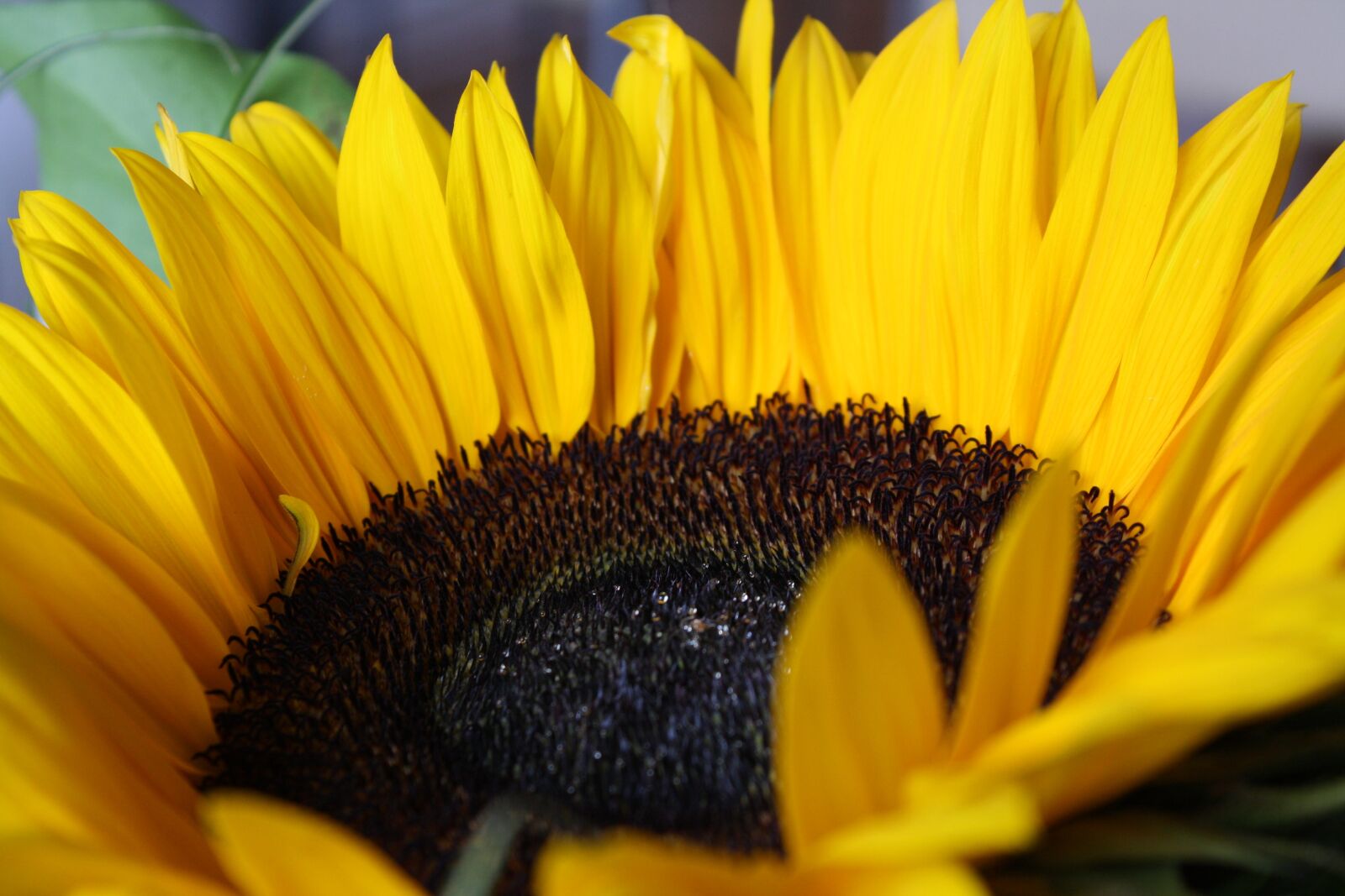 Canon EOS 1000D (EOS Digital Rebel XS / EOS Kiss F) sample photo. Summer, sunflower, yellow flower photography