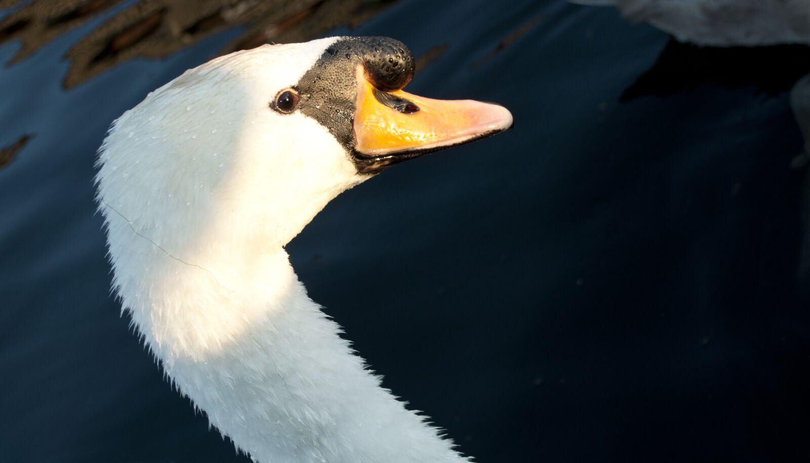 Nikon D90 sample photo. Swan, head, bird photography