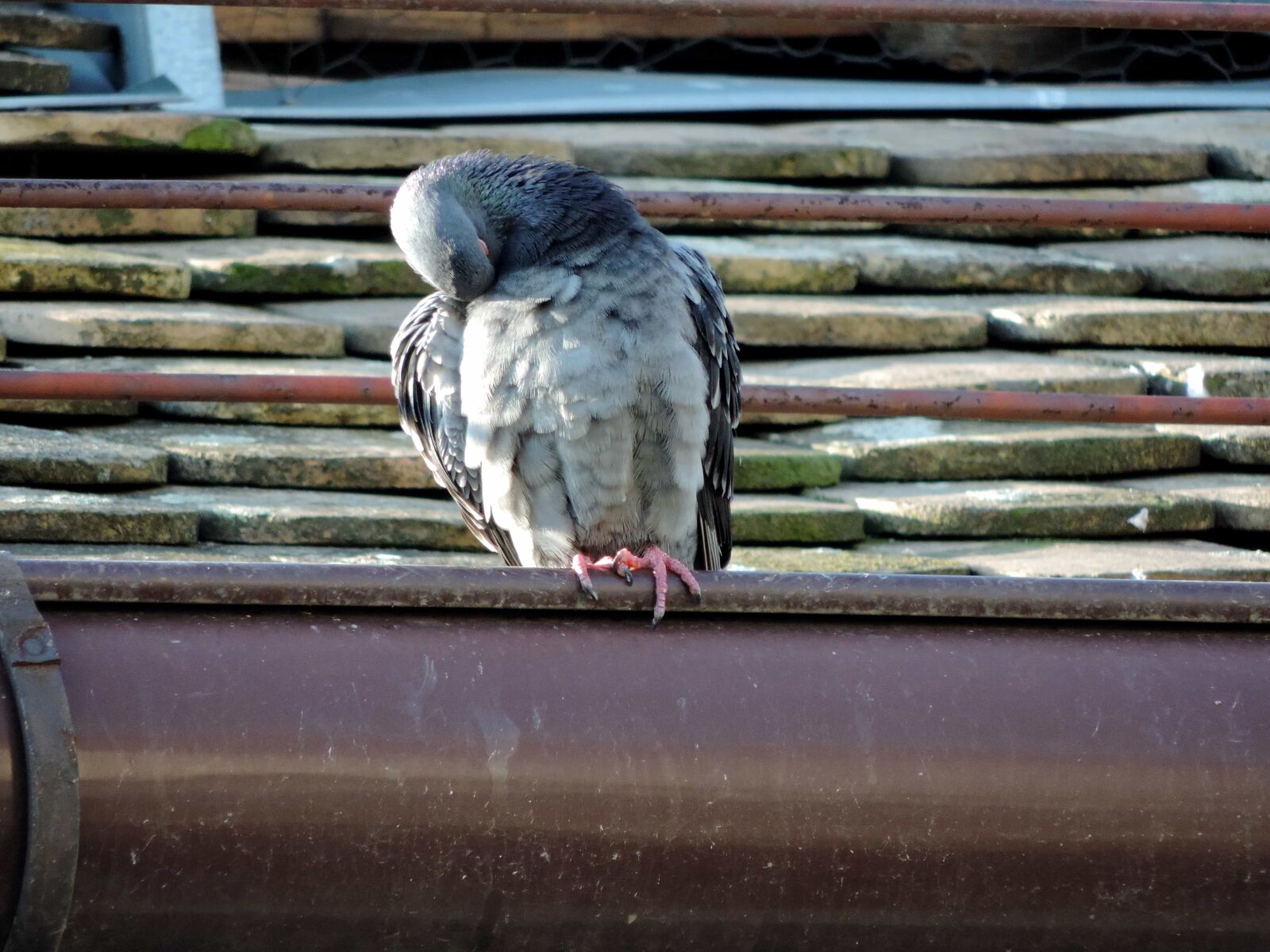 Nikon Coolpix P520 sample photo. Bird, wildlife, beak, nature photography