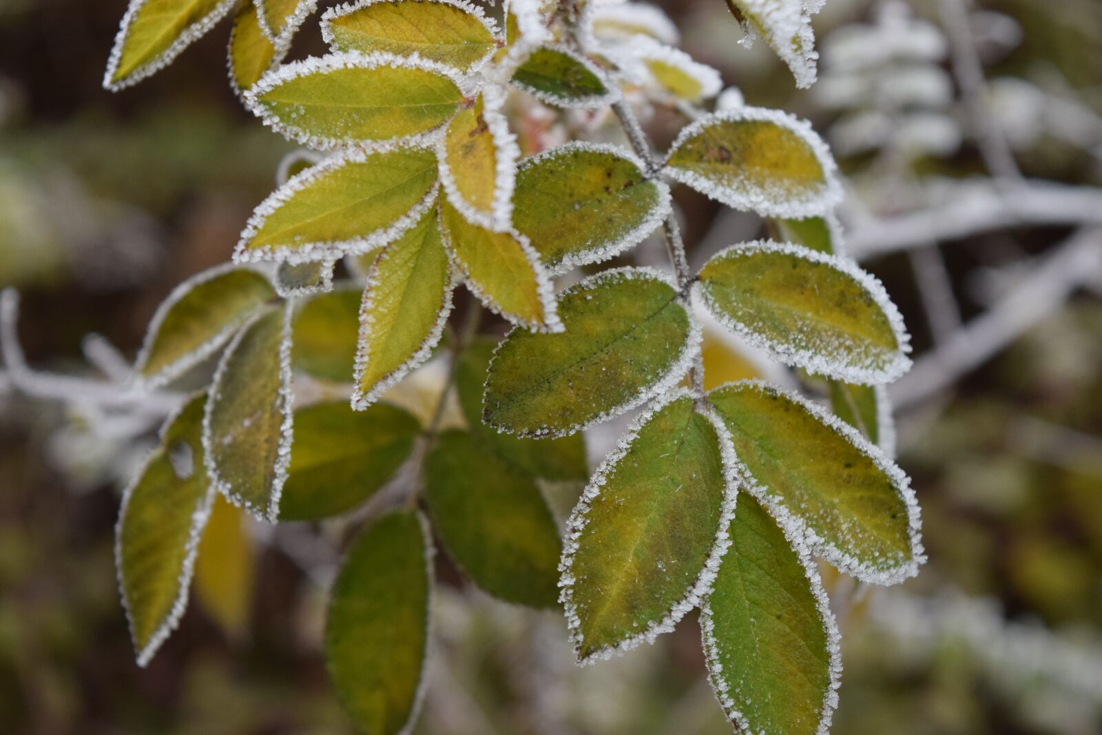 Nikon D5300 sample photo. Leaf, nature, plant photography