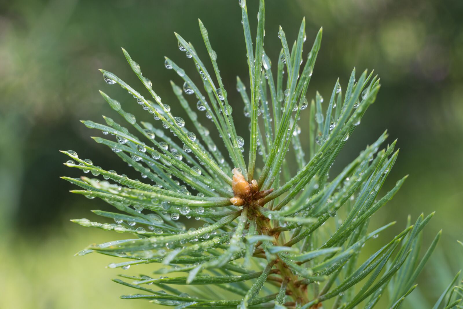 Canon EF-S 18-135mm F3.5-5.6 IS USM sample photo. Needle, tree, pine photography