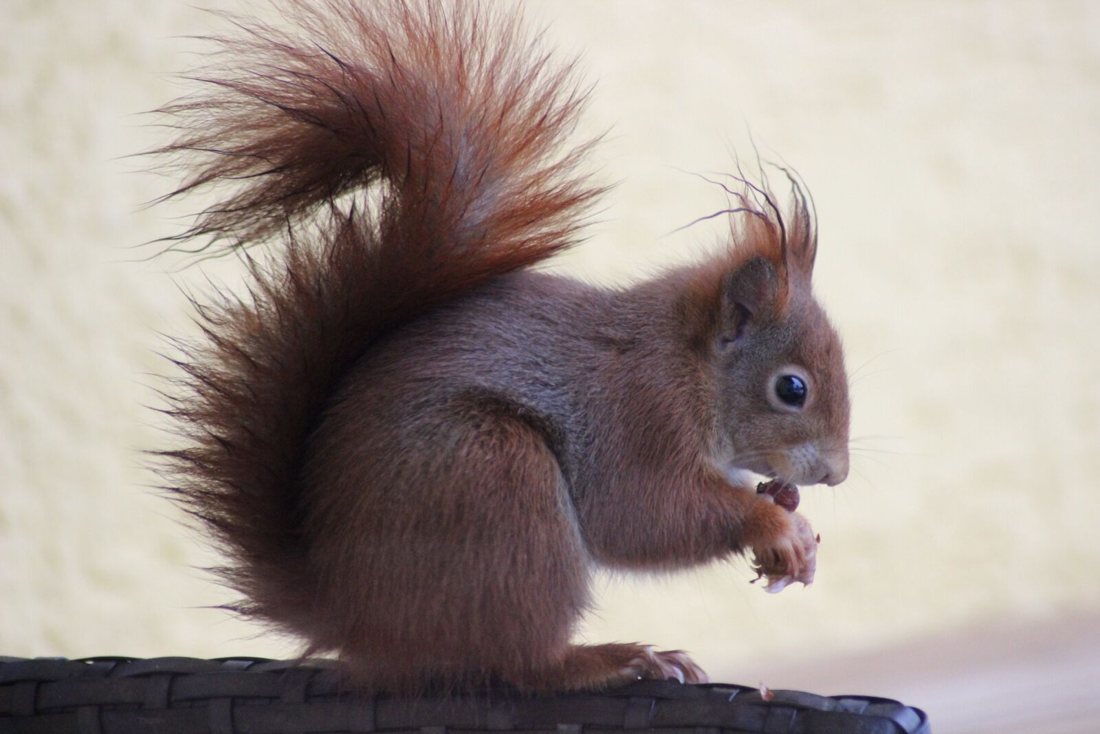 Canon EOS 600D (Rebel EOS T3i / EOS Kiss X5) sample photo. Mammal, squirrel, cute photography