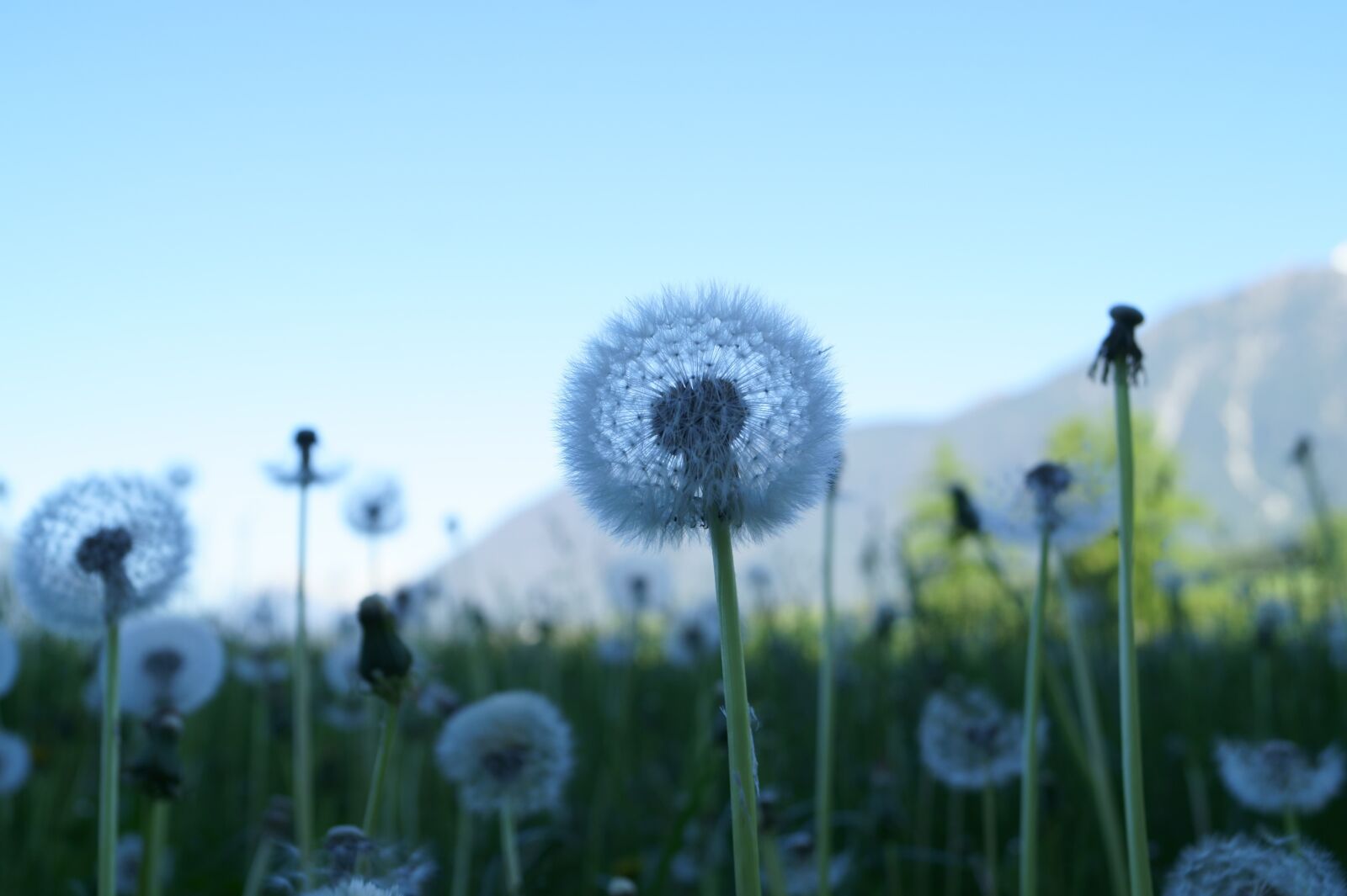 Sony DT 18-55mm F3.5-5.6 SAM II sample photo. Dandelion, flower, flying seeds photography