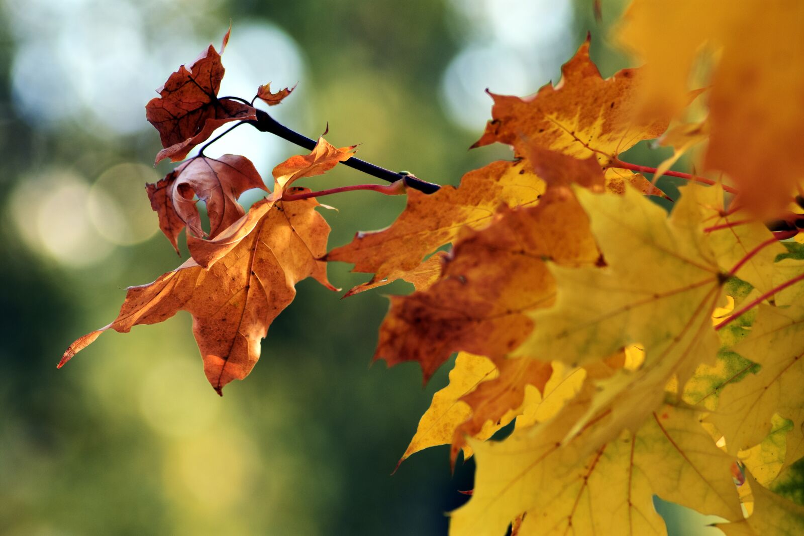 Nikon D3400 sample photo. Holidays, foliage, wood photography