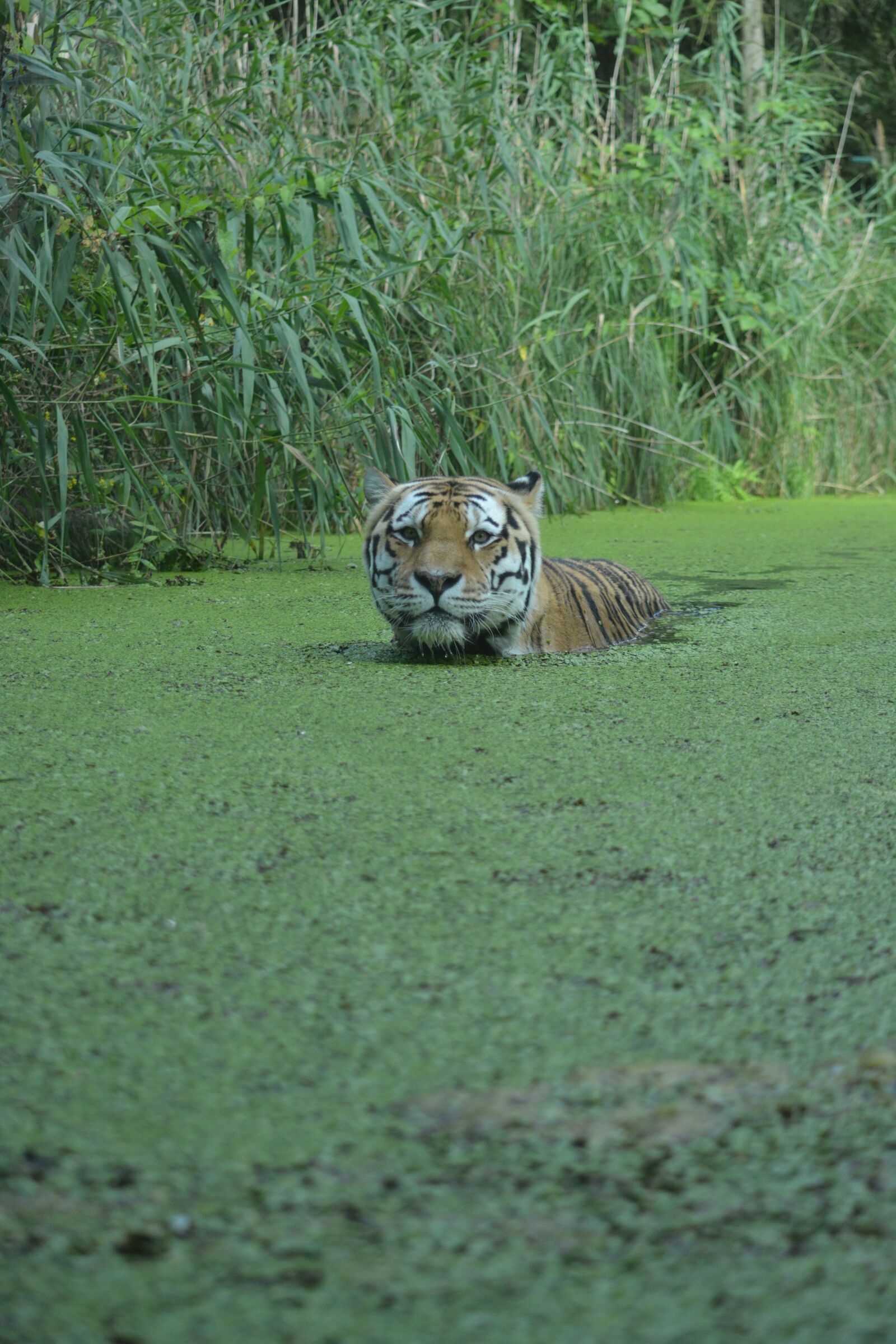 Nikon D5200 sample photo. Nature, grass, animal photography