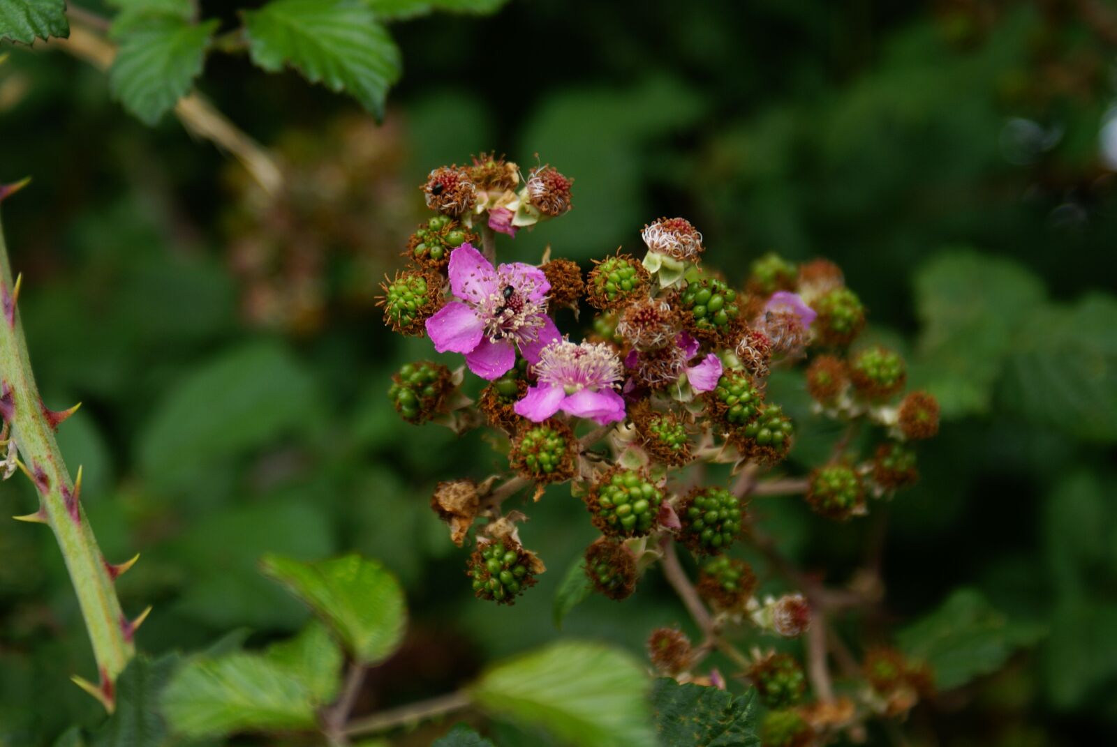 Sony Alpha DSLR-A100 sample photo. Flower, nature, woods photography