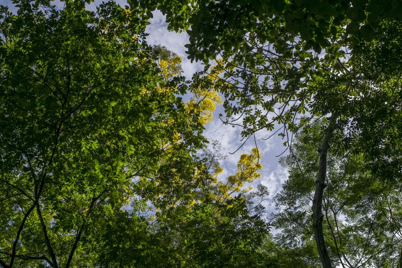 Nikon D5300 sample photo. Nature, forest, amazon photography