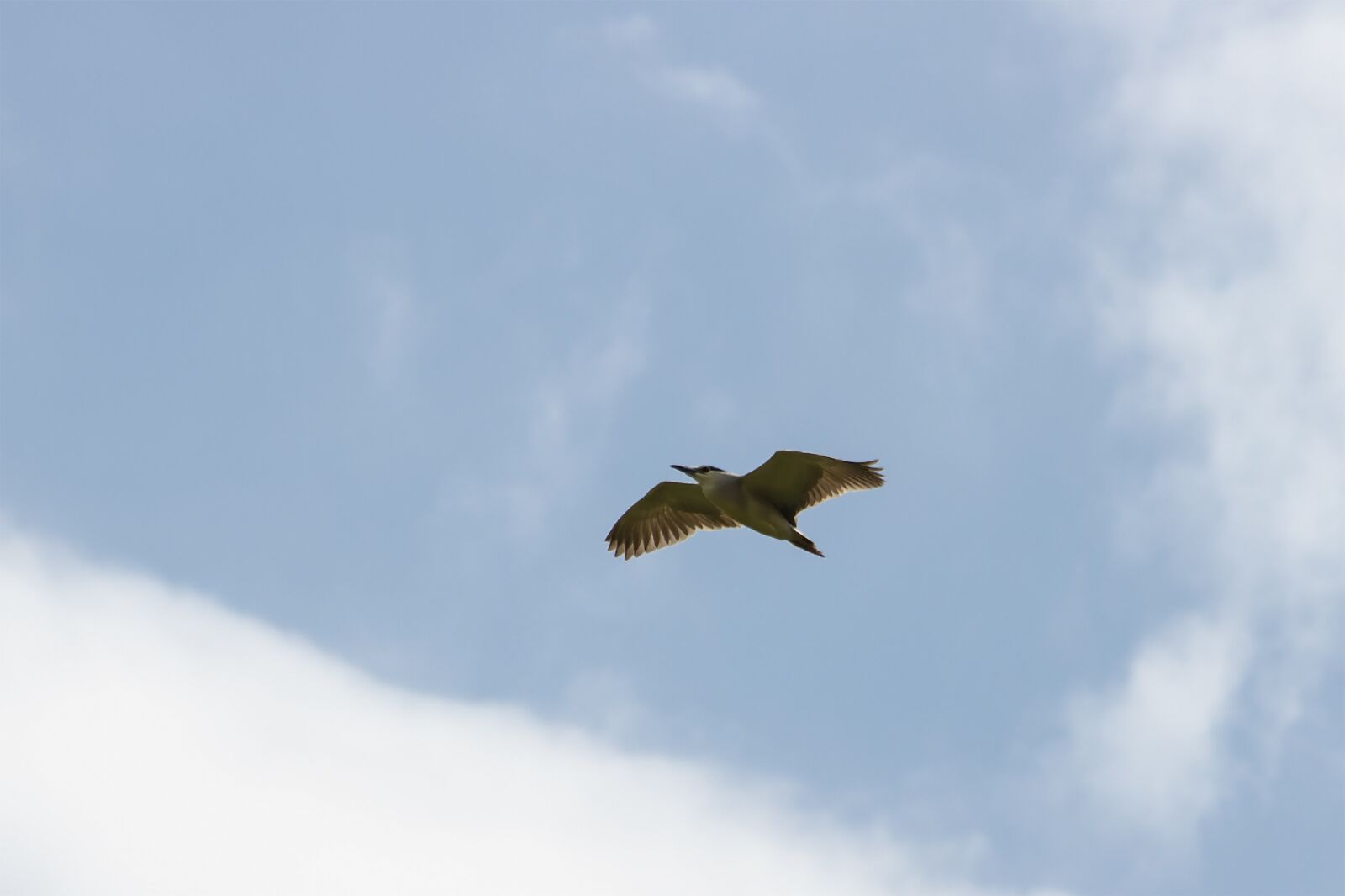 Canon EF75-300mm f/4-5.6 sample photo. Night heron, bird, nature photography