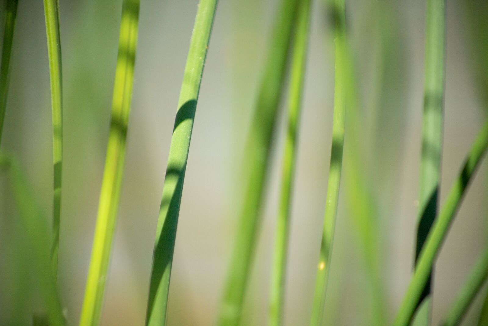 Canon EF75-300mm f/4-5.6 sample photo. Reeds, water, shadows photography