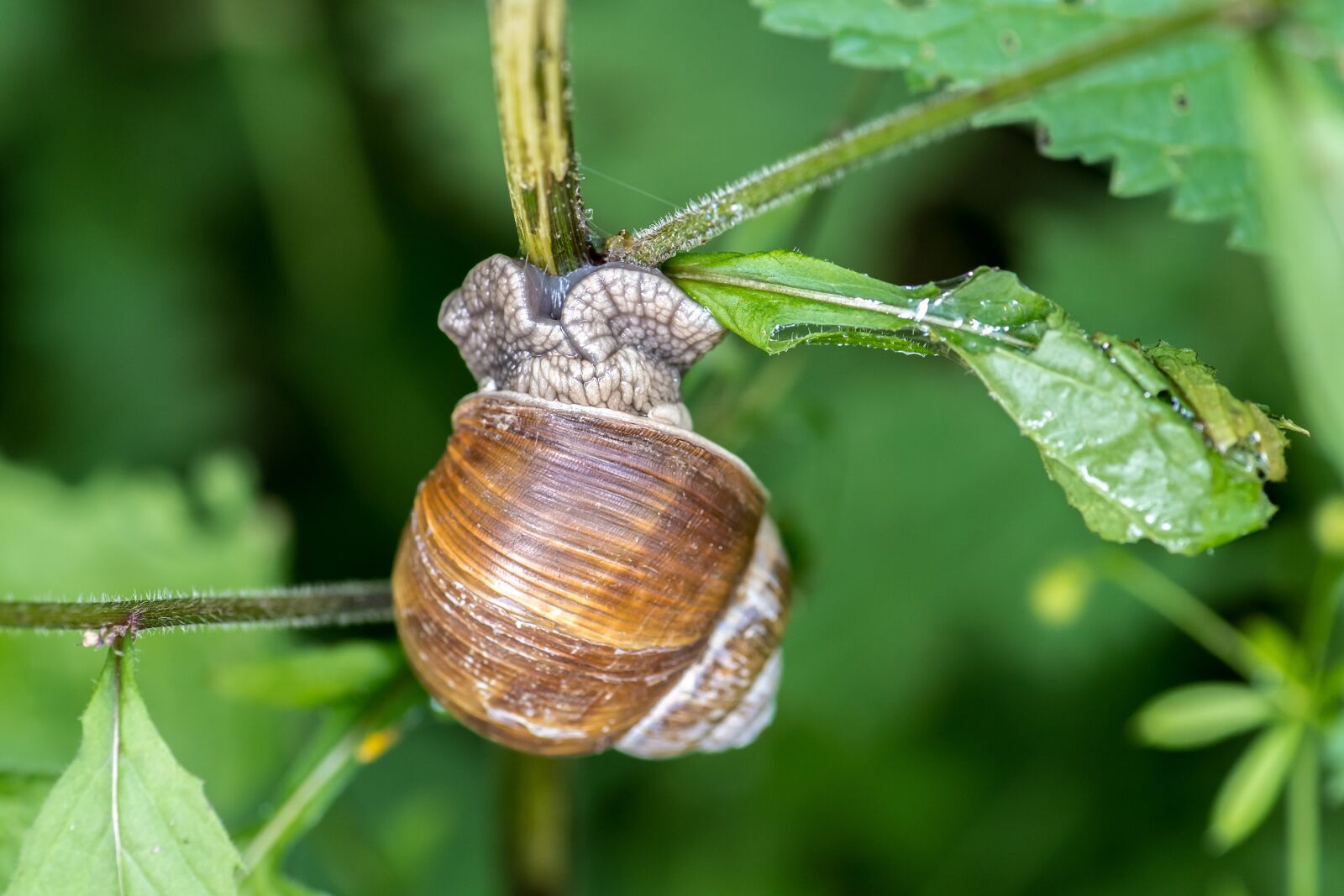 Nikon D5 sample photo. Animal, snail, nature photography