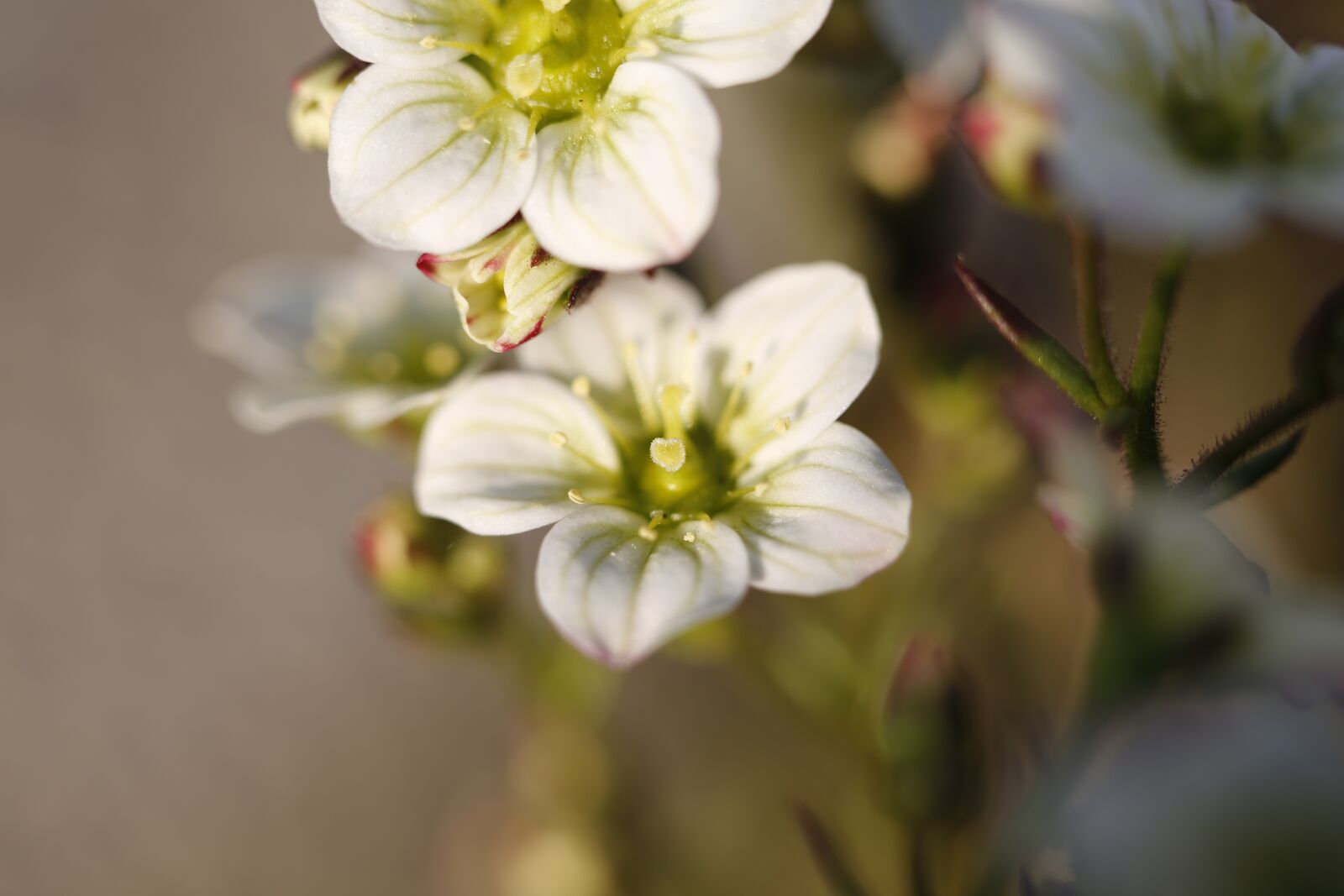 Canon EF 100mm F2.8L Macro IS USM sample photo. White, spring, flower photography