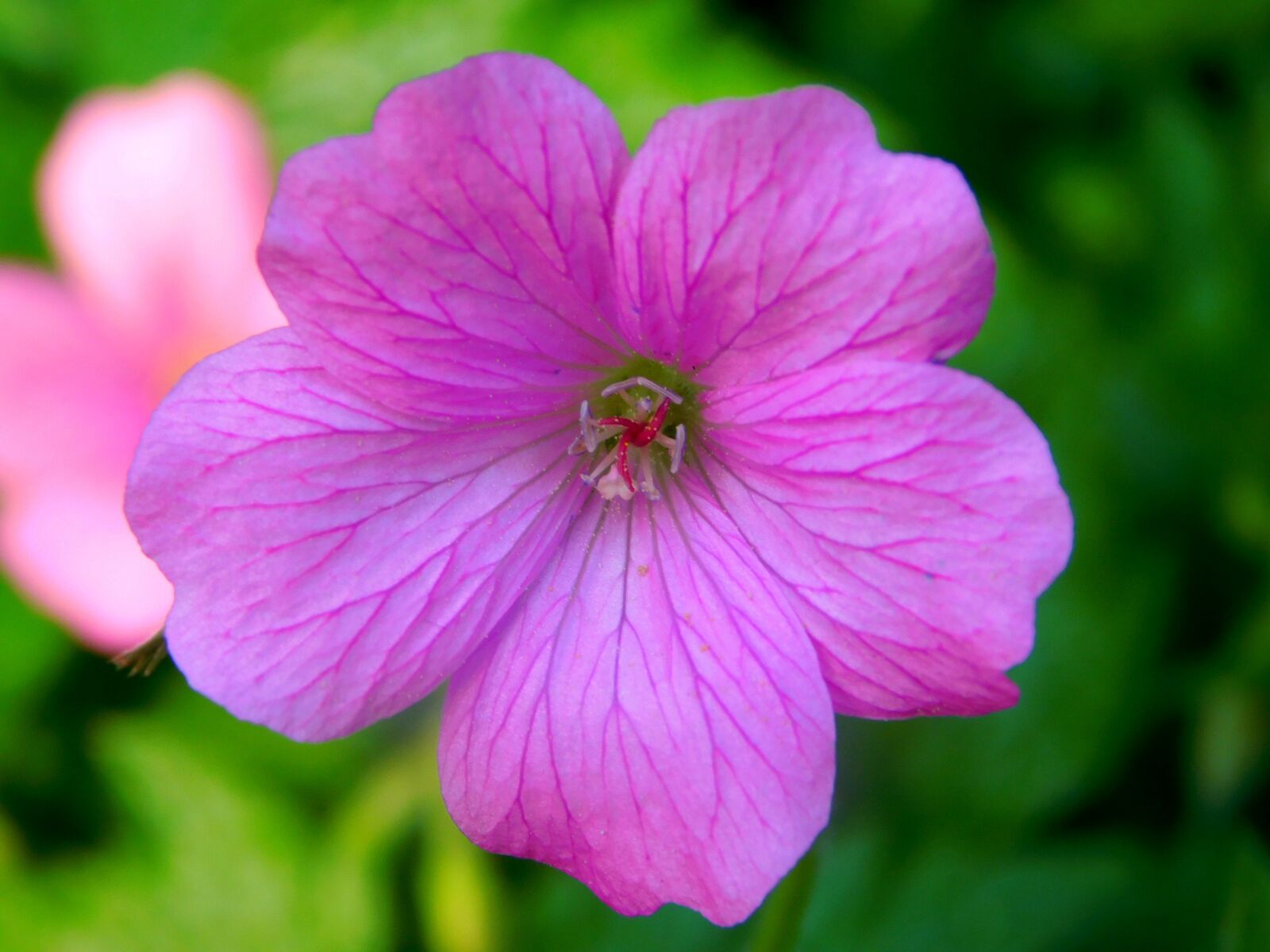 Nikon Coolpix L840 sample photo. Violet flower, purple flower photography