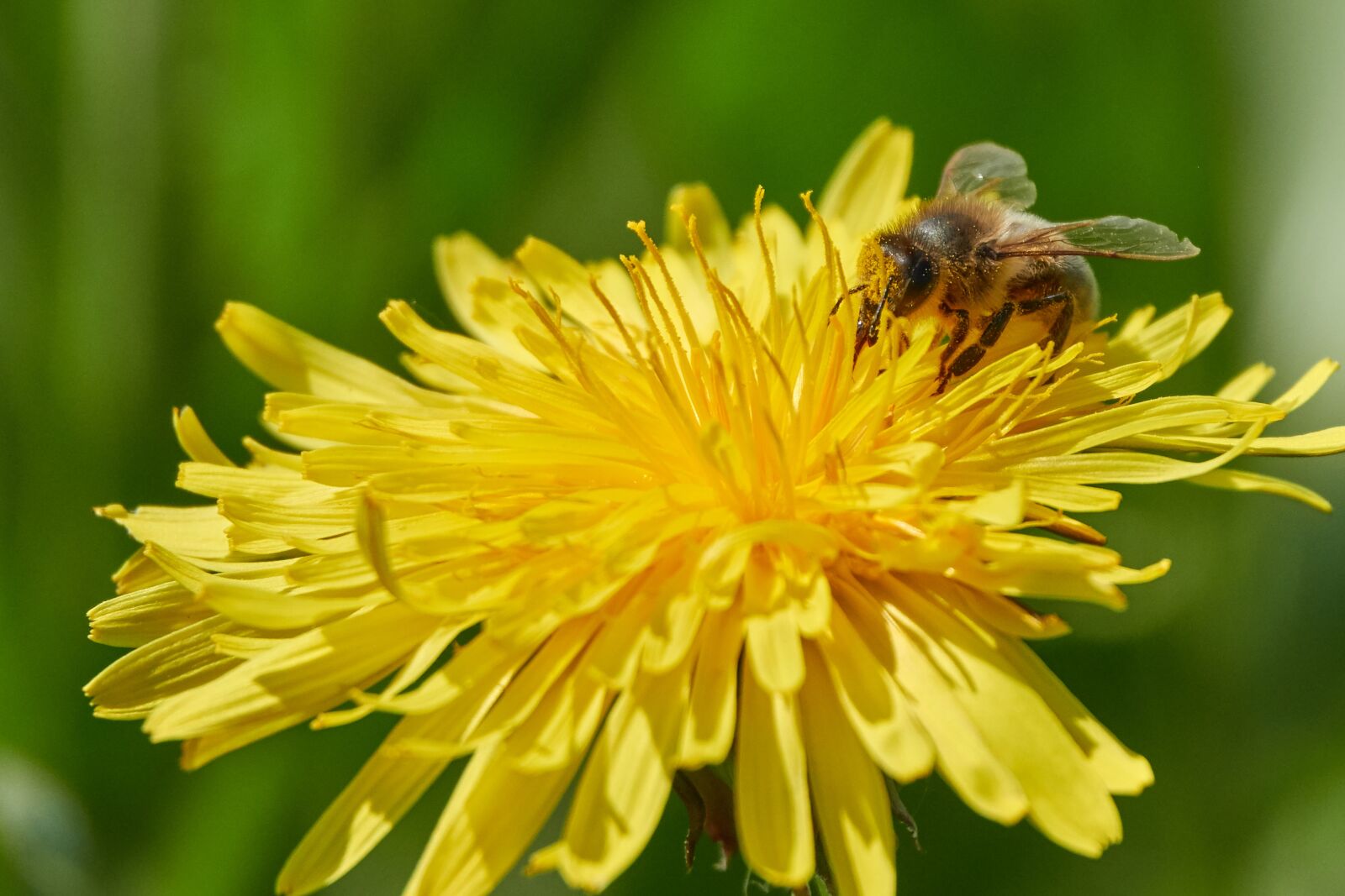 Sony Cyber-shot DSC-RX10 IV sample photo. Bee, flower, summer photography