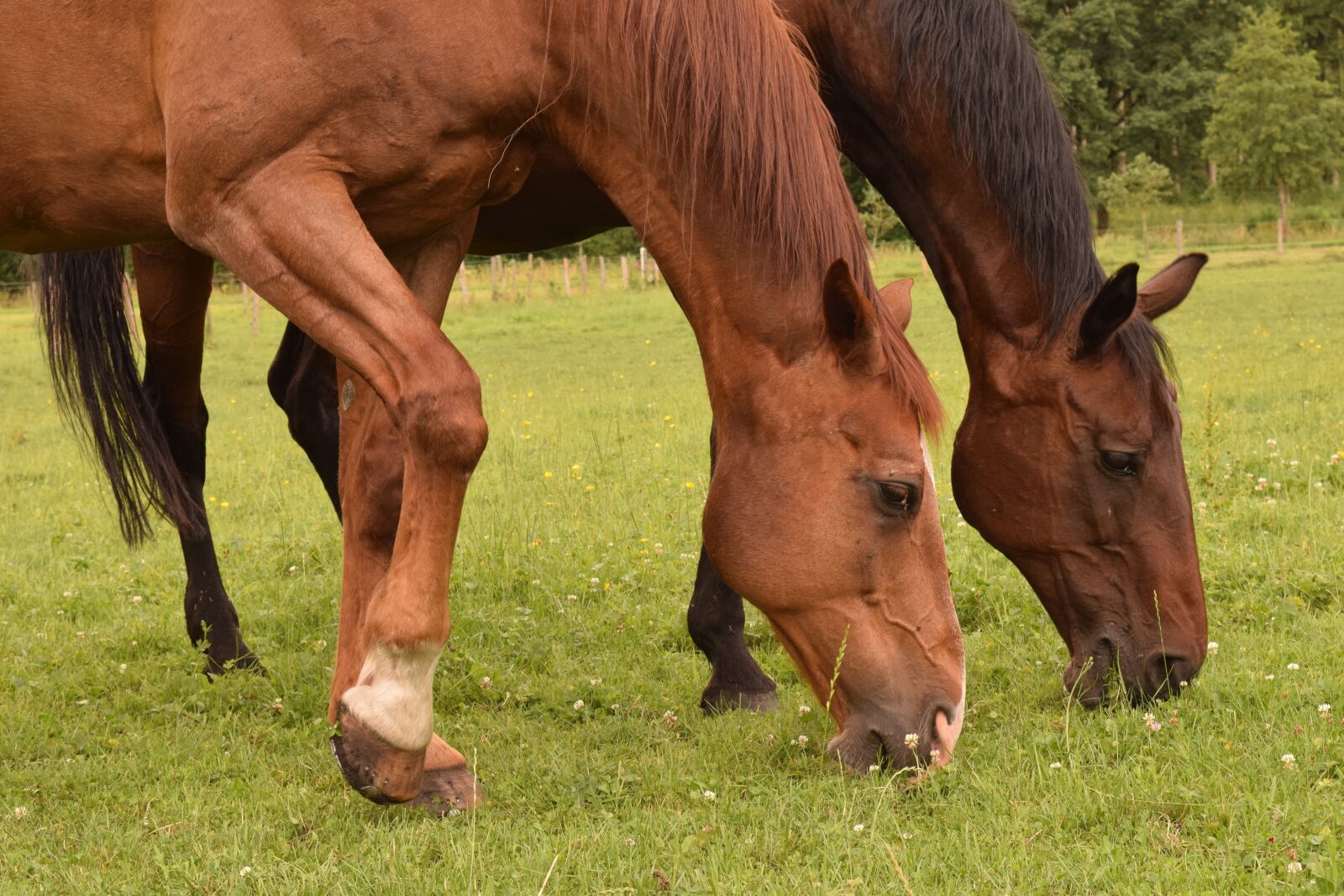 Nikon D3300 sample photo. Horses, stallions, brown photography