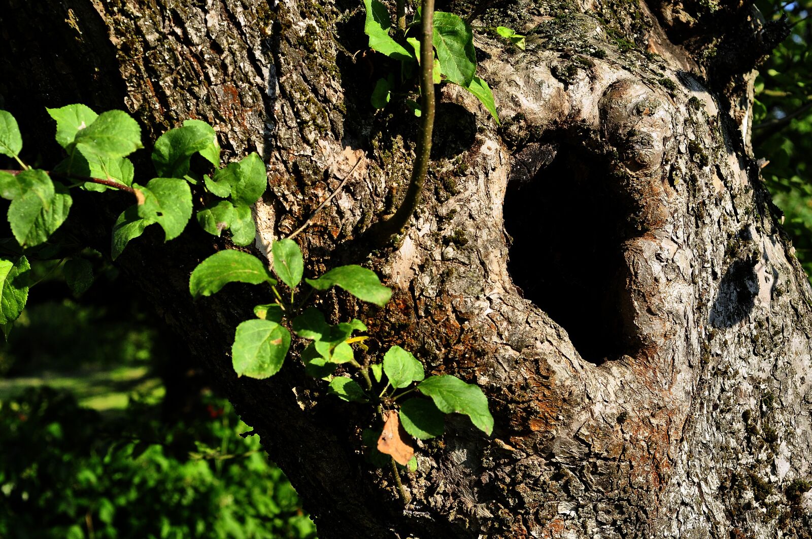 Nikon D90 sample photo. Hollow, tree, the bark photography