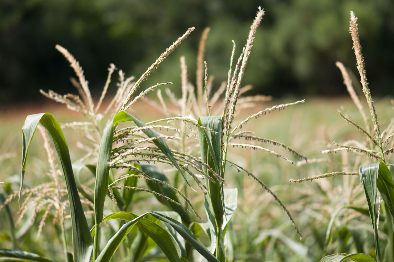 Nikon D90 sample photo. Color, digital, green, growing photography