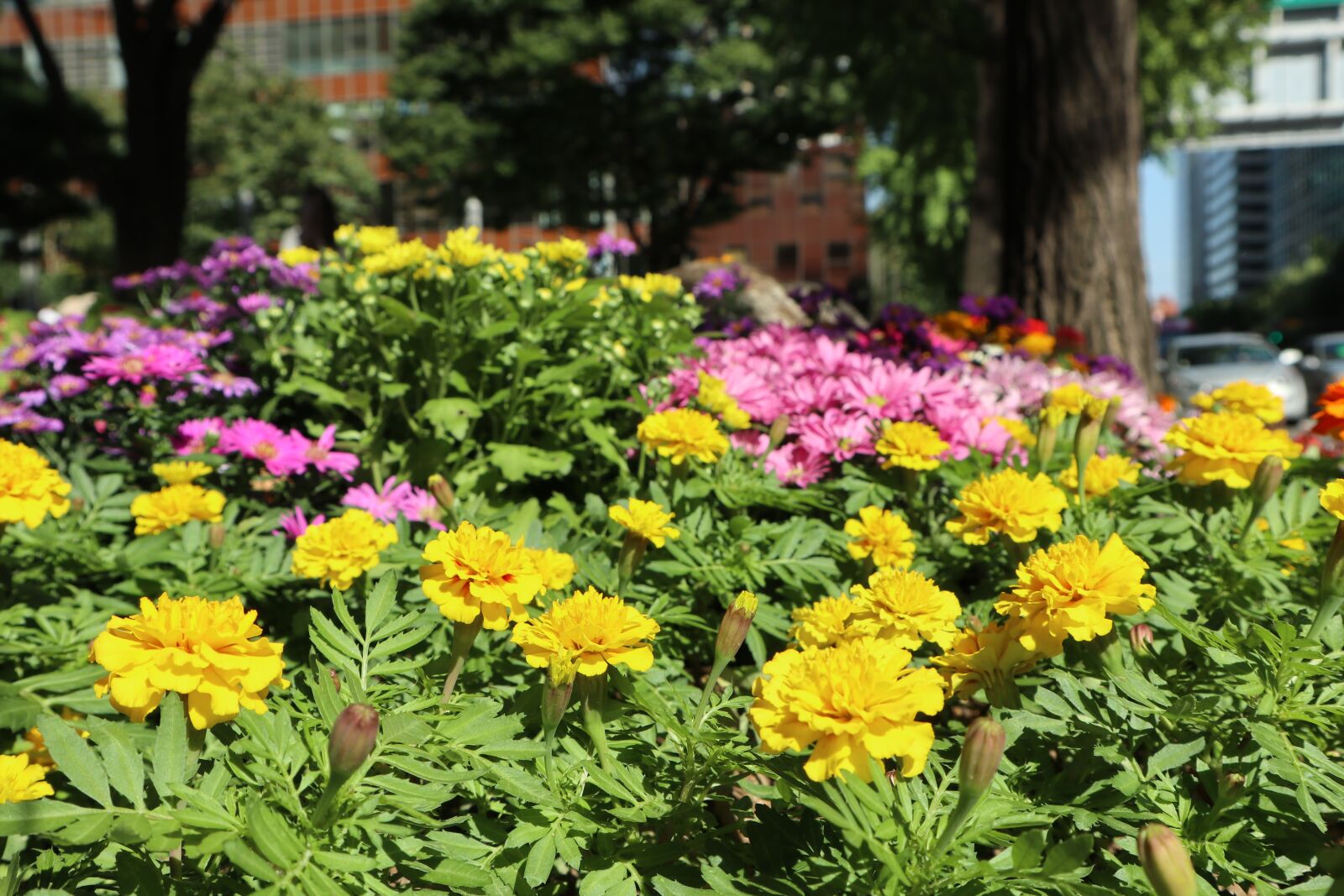 Canon EF-M 15-45mm F3.5-6.3 IS STM sample photo. Flower, bloom, yellow photography
