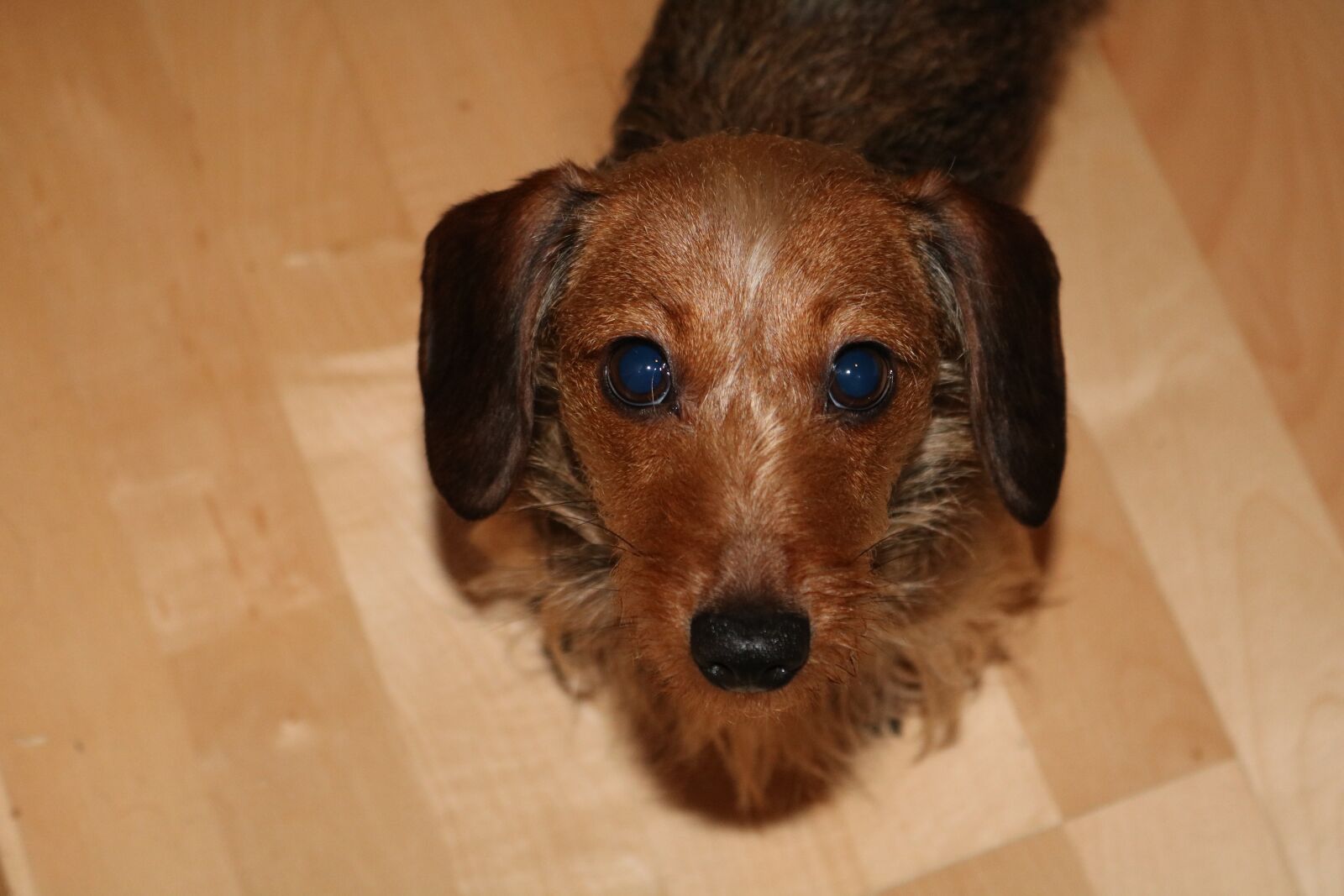 Canon EOS 750D (EOS Rebel T6i / EOS Kiss X8i) sample photo. Dachshund, dog, portrait photography
