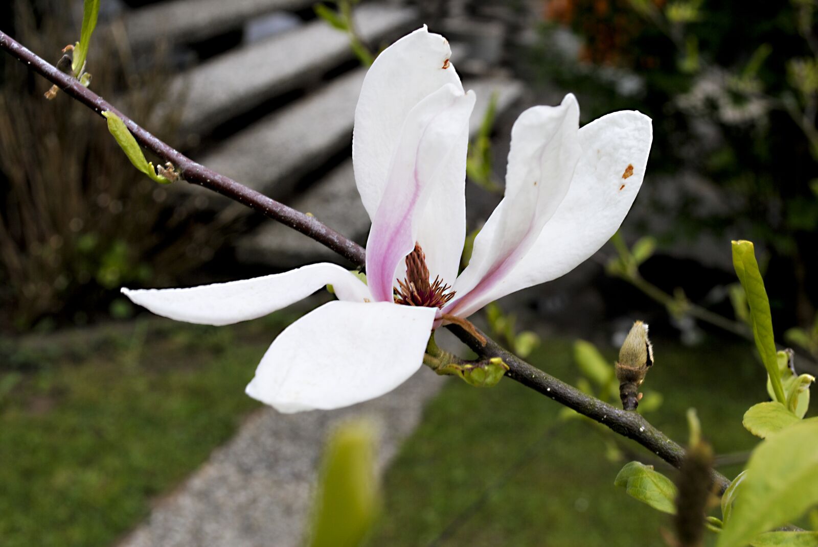 Nikon D3000 sample photo. Magnolia, flower, pink photography