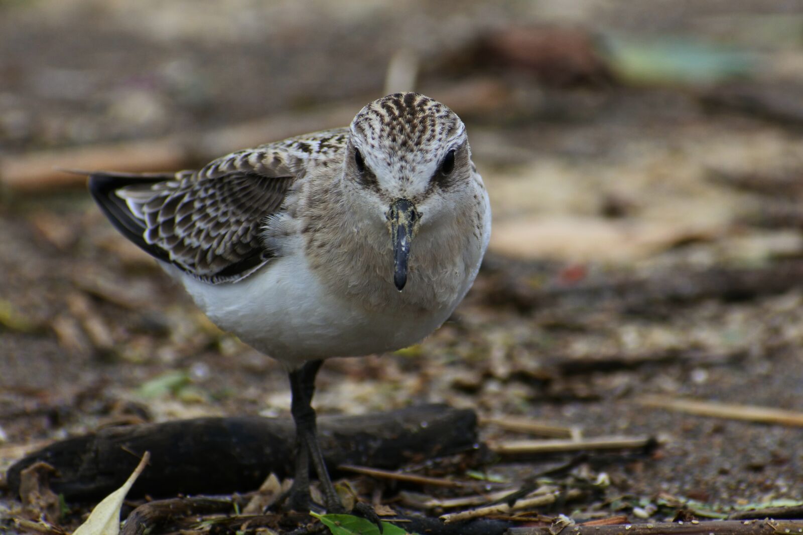 VR 70-300mm f/4.5-6.3G sample photo. Animal, wild birds, little photography