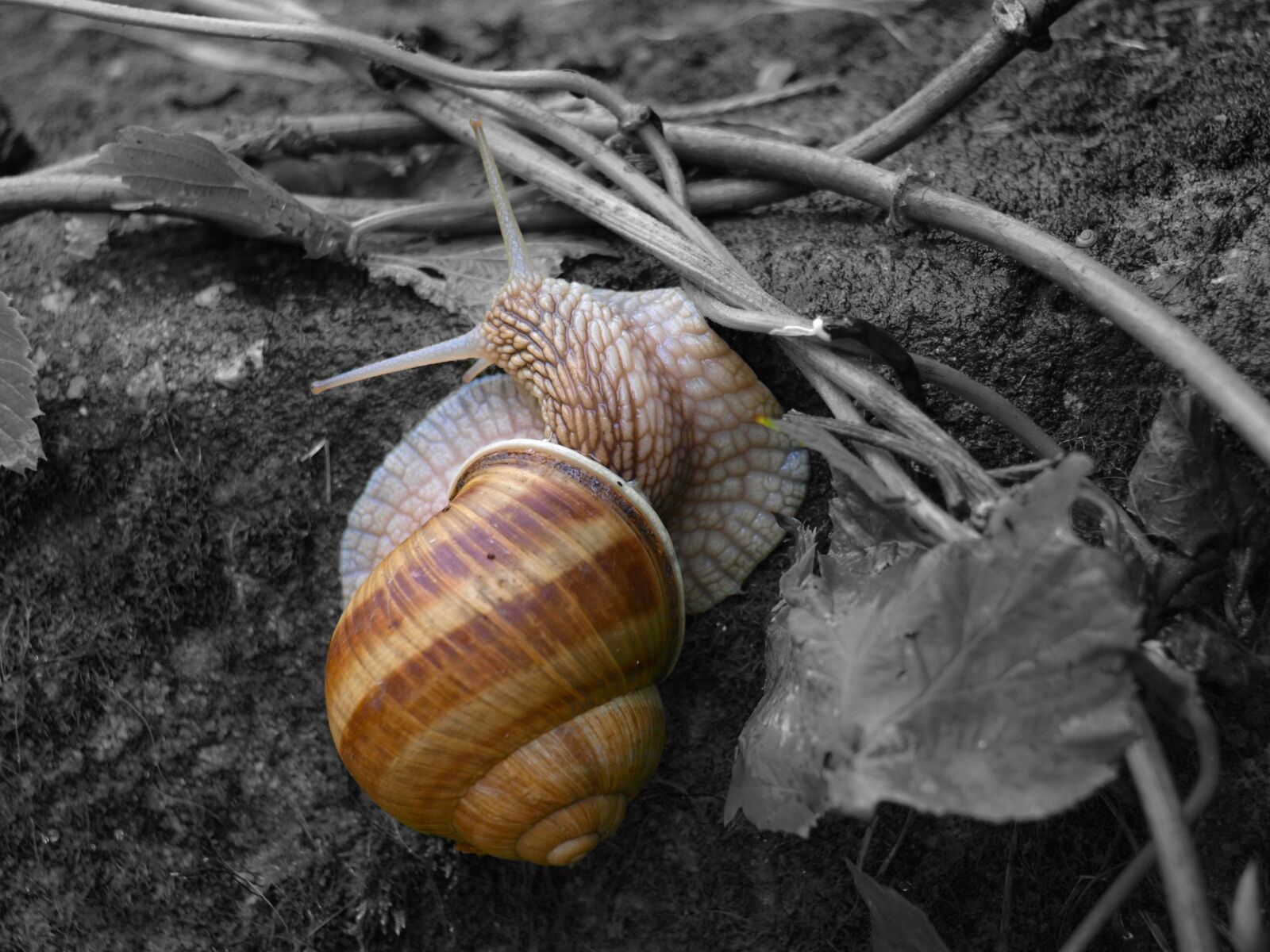 Olympus E-420 (EVOLT E-420) sample photo. Slug, nature, animal photography
