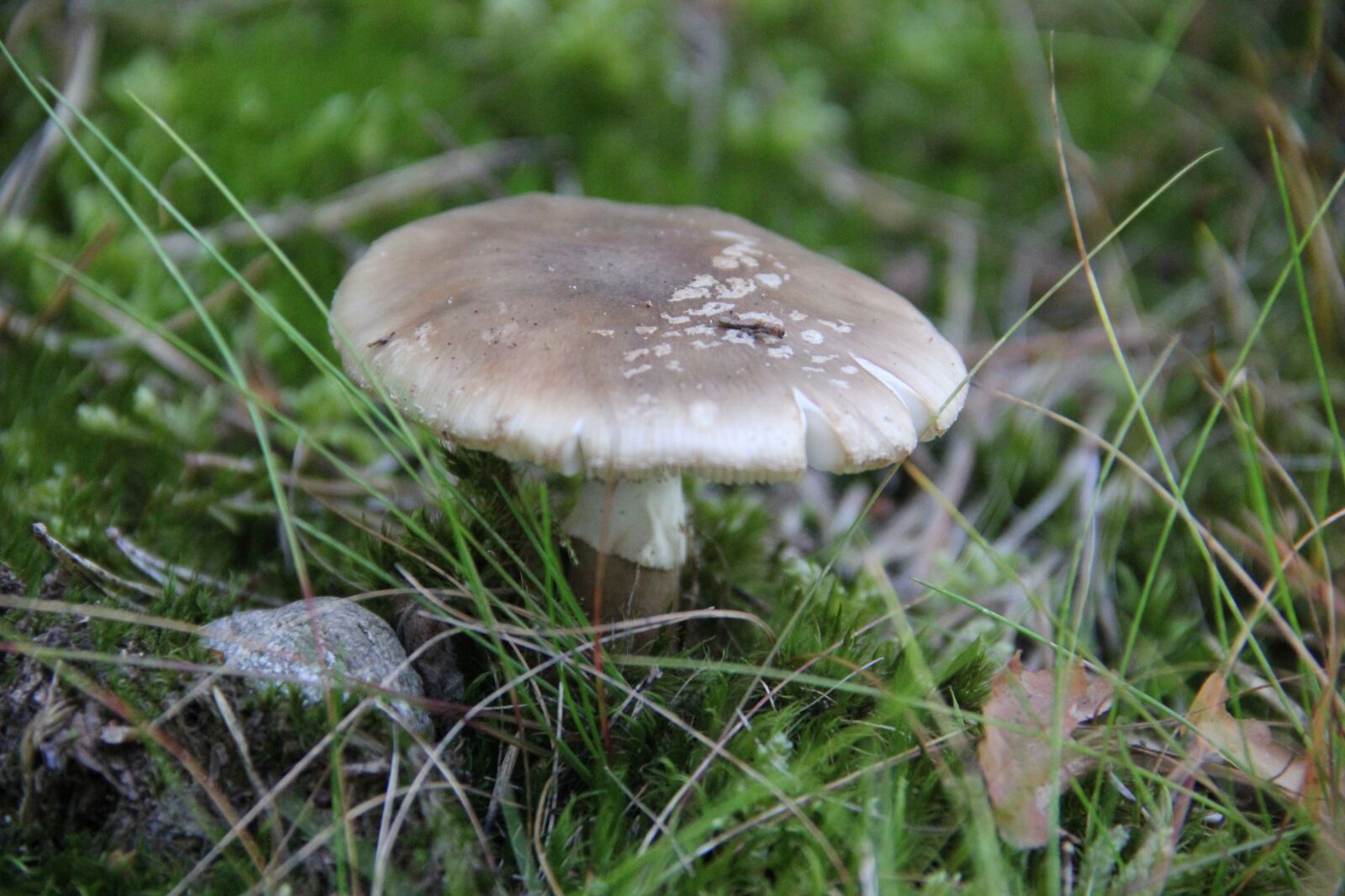 Canon EOS 60D sample photo. Mushroom, nature, autumn photography