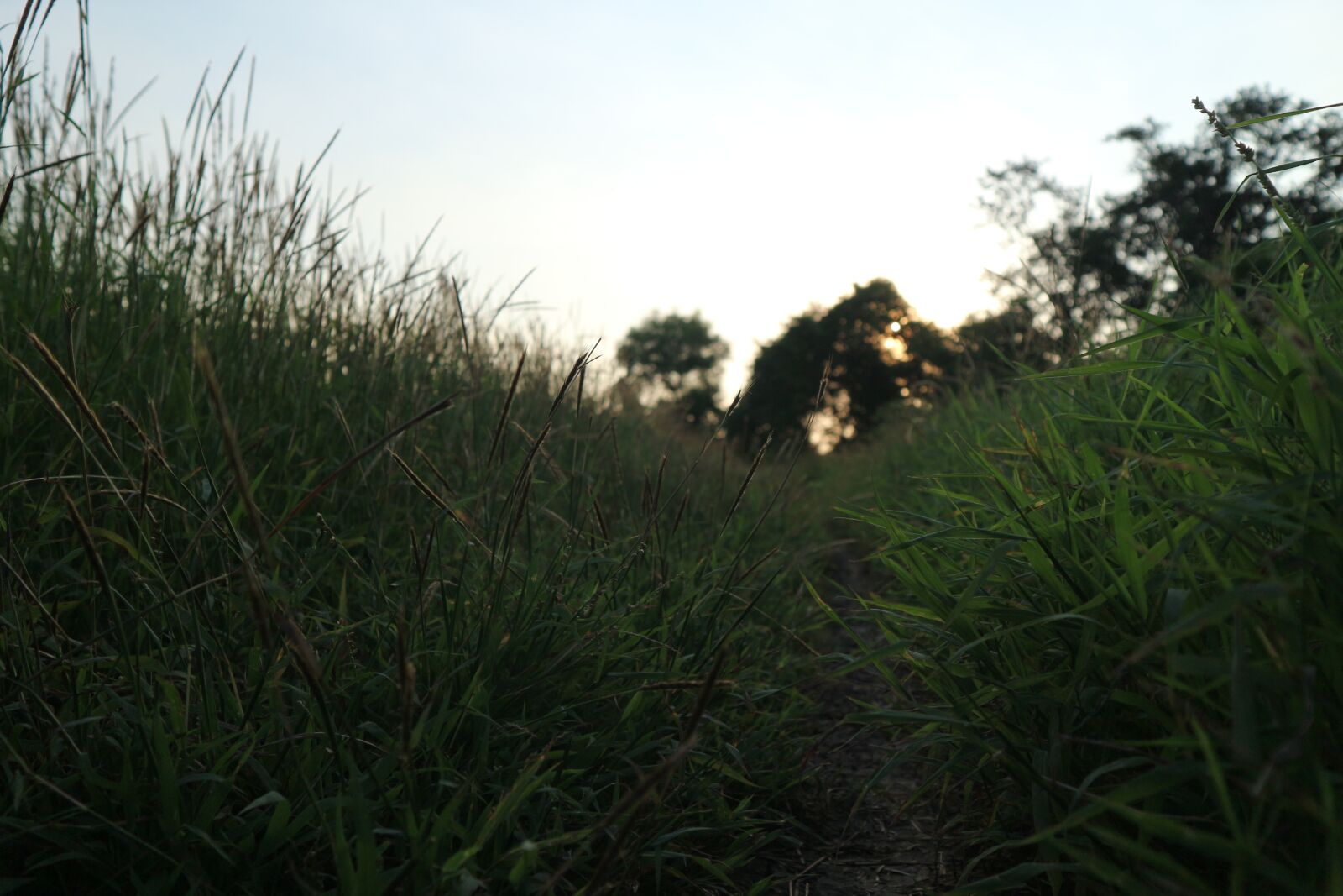 Canon EOS M10 sample photo. Landscape, grass, nature photography