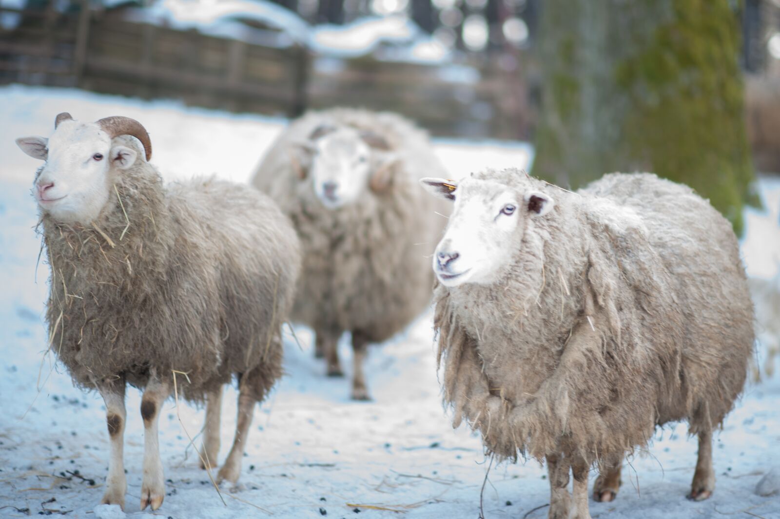 Nikon D3 sample photo. Sheep, little sheep, farm photography