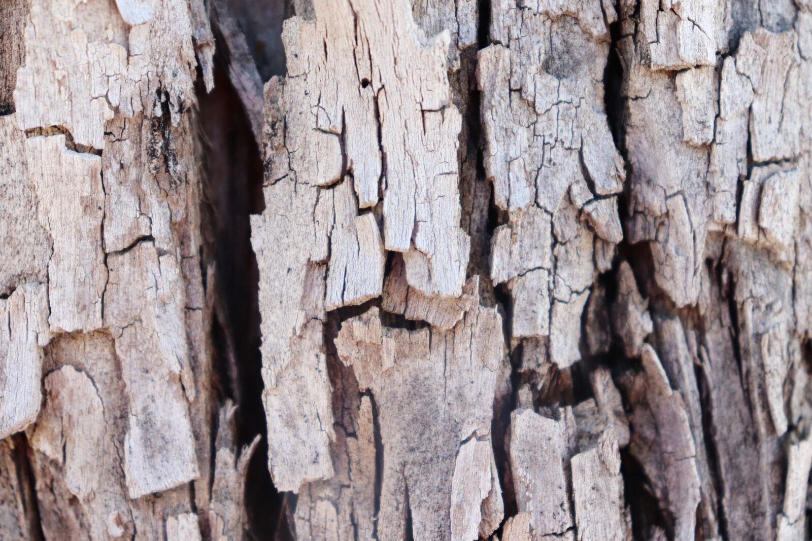 Canon EOS 200D (EOS Rebel SL2 / EOS Kiss X9) sample photo. Tree, bark, nature photography