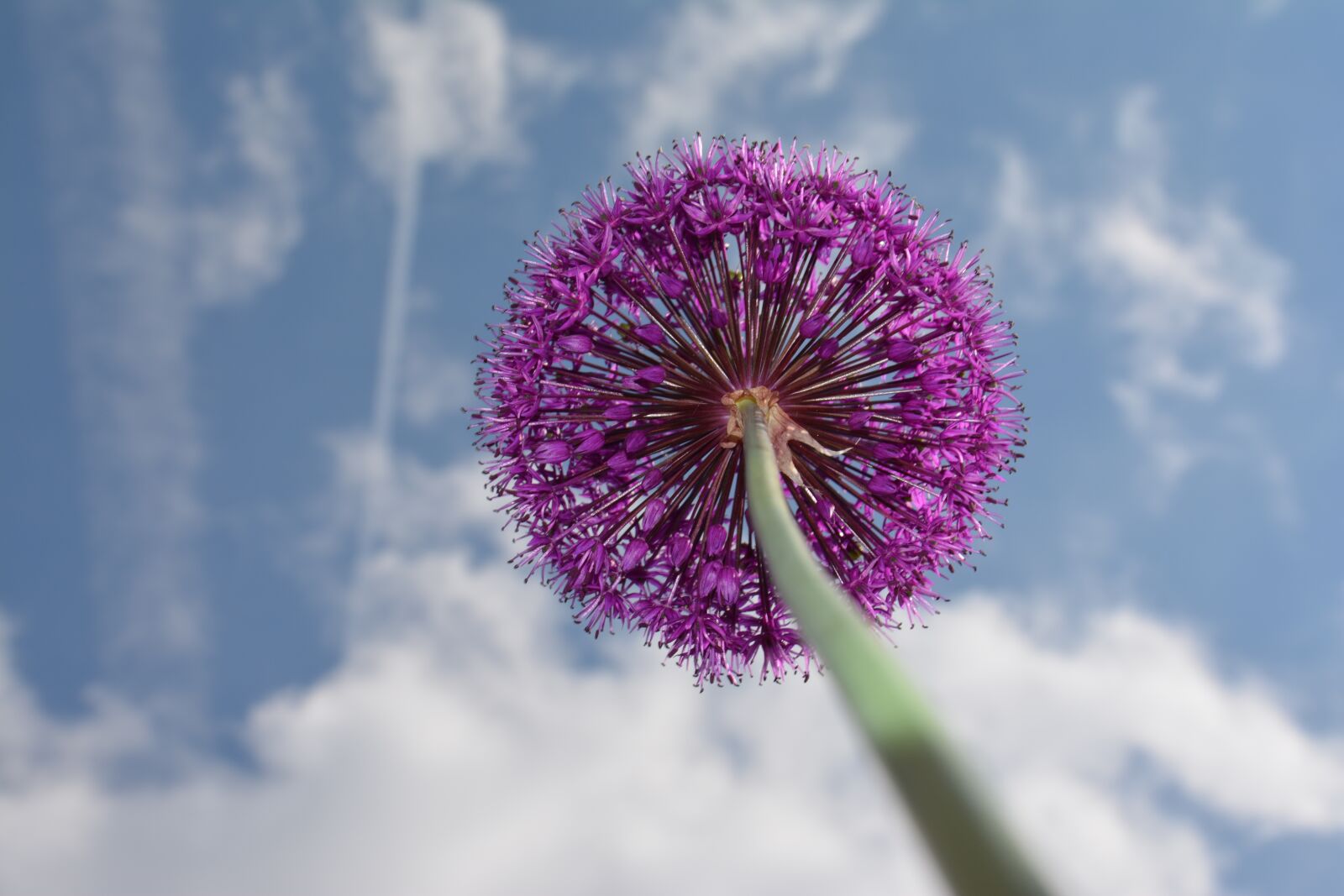 Nikon D5200 sample photo. Ornamental onion, purple, flower photography