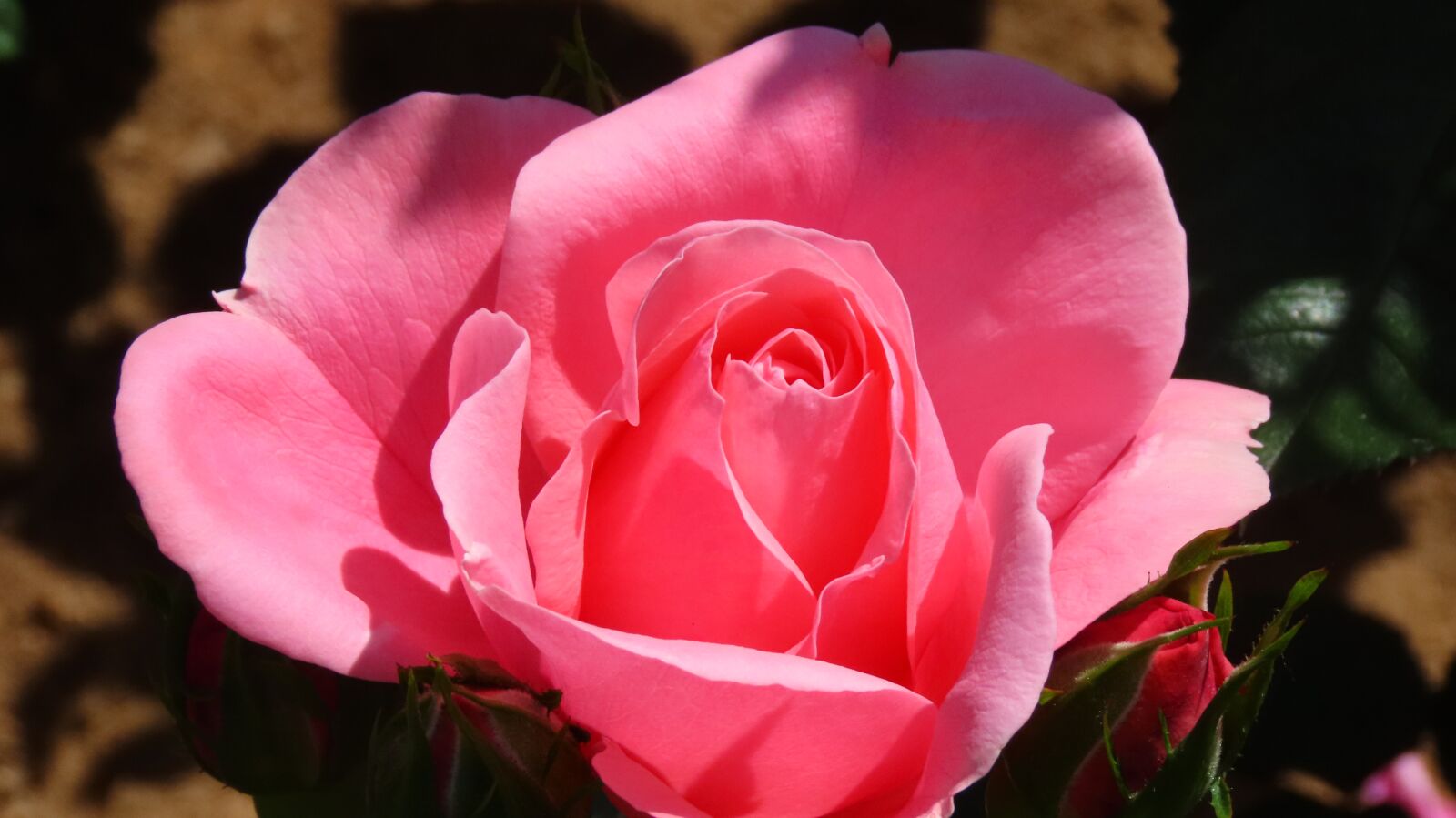 Canon PowerShot SX70 HS sample photo. Flower, rose, nature photography