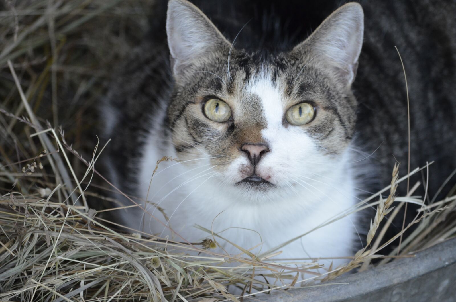 Nikon D5100 sample photo. Summer, bed, straw bed photography