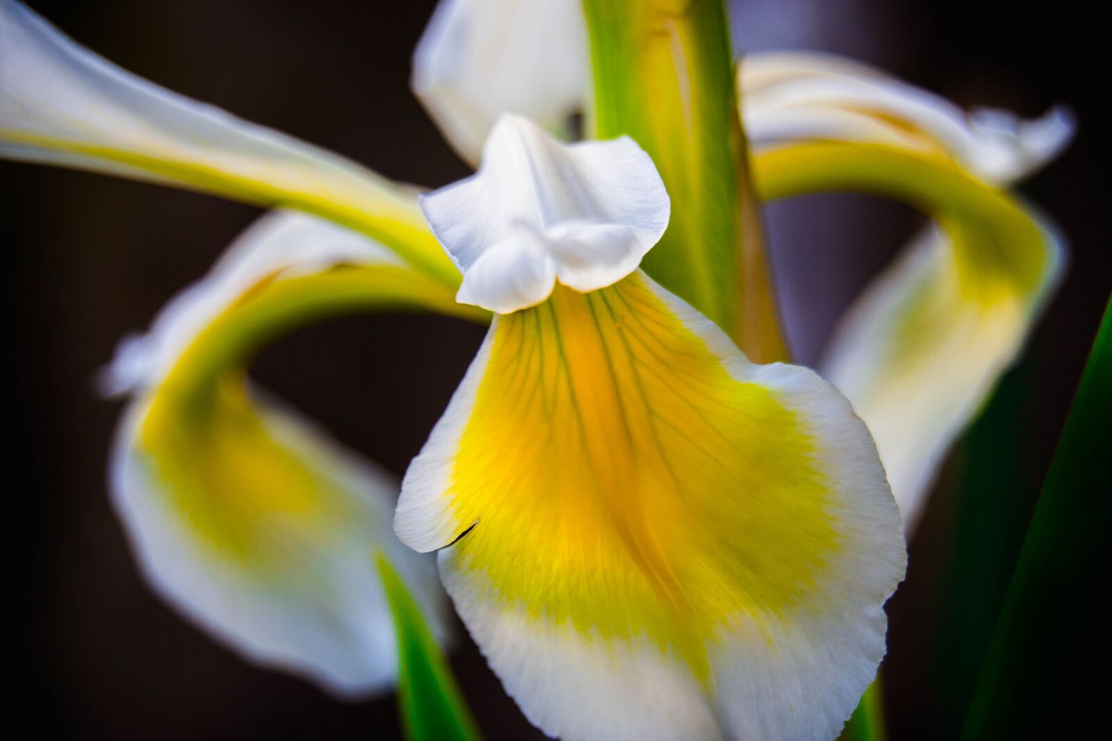 Nikon D3100 sample photo. Flower, lilly, close-up photography
