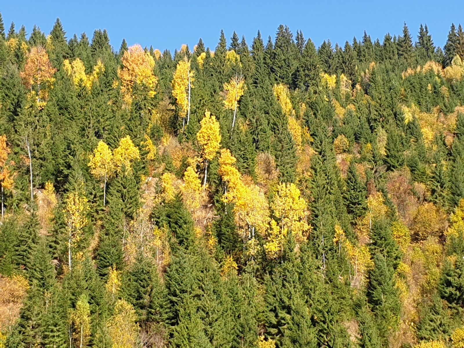 Samsung Galaxy S9 sample photo. Forest, autumn, nature photography