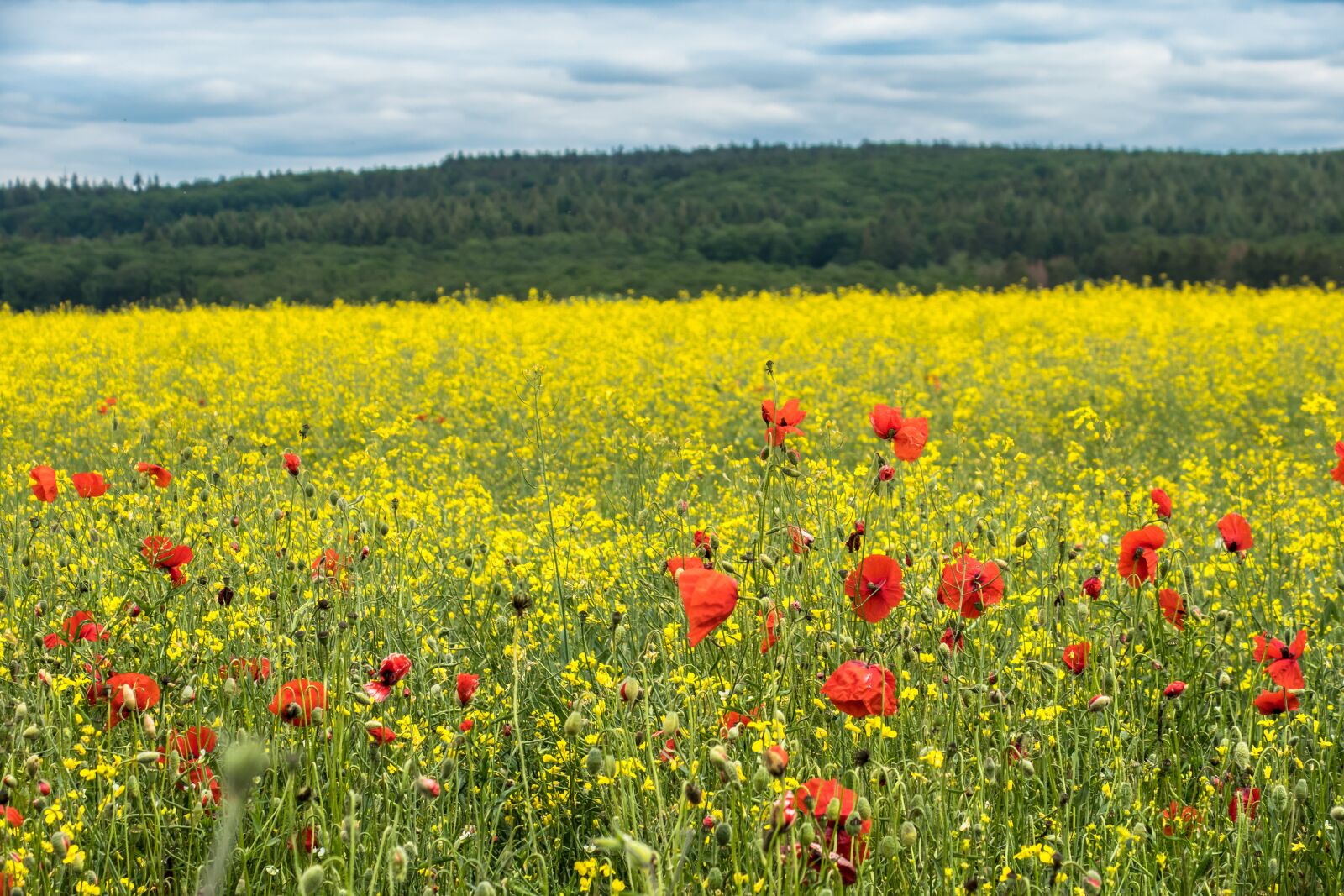 Canon PowerShot G3 X sample photo. Oilseed rape, rape blossom photography