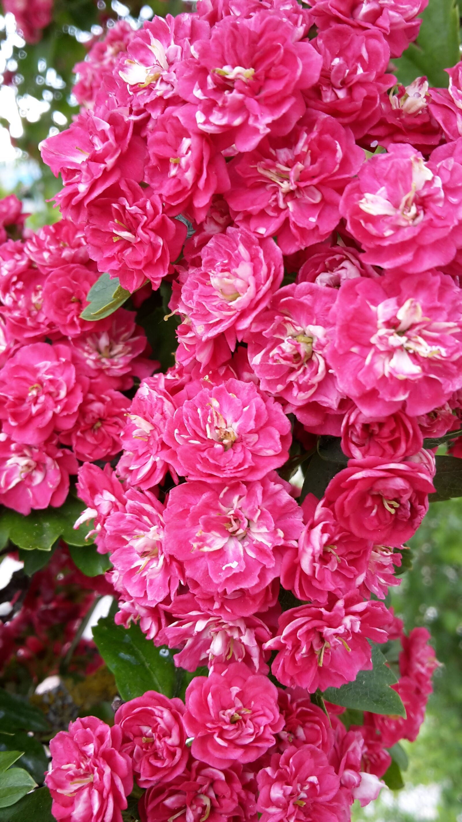 Samsung Galaxy S5 Mini sample photo. Flowers, pink, nature photography