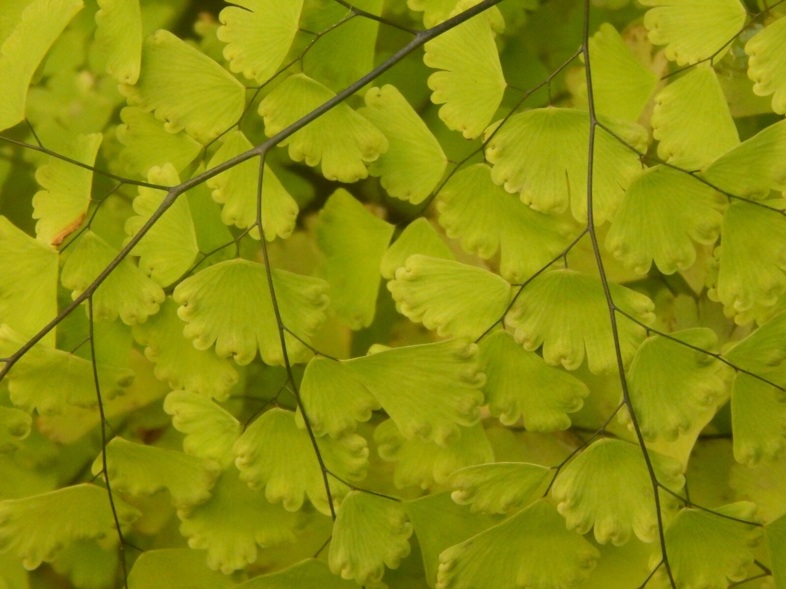 Nikon Coolpix L820 sample photo. Culantrillo, plant, fern photography