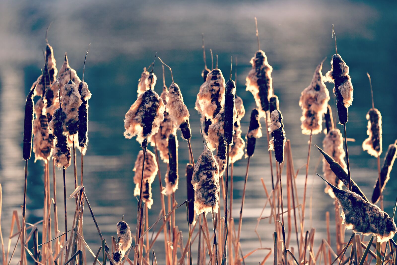 Nikon D750 sample photo. Bulrush, plant, vegetation photography