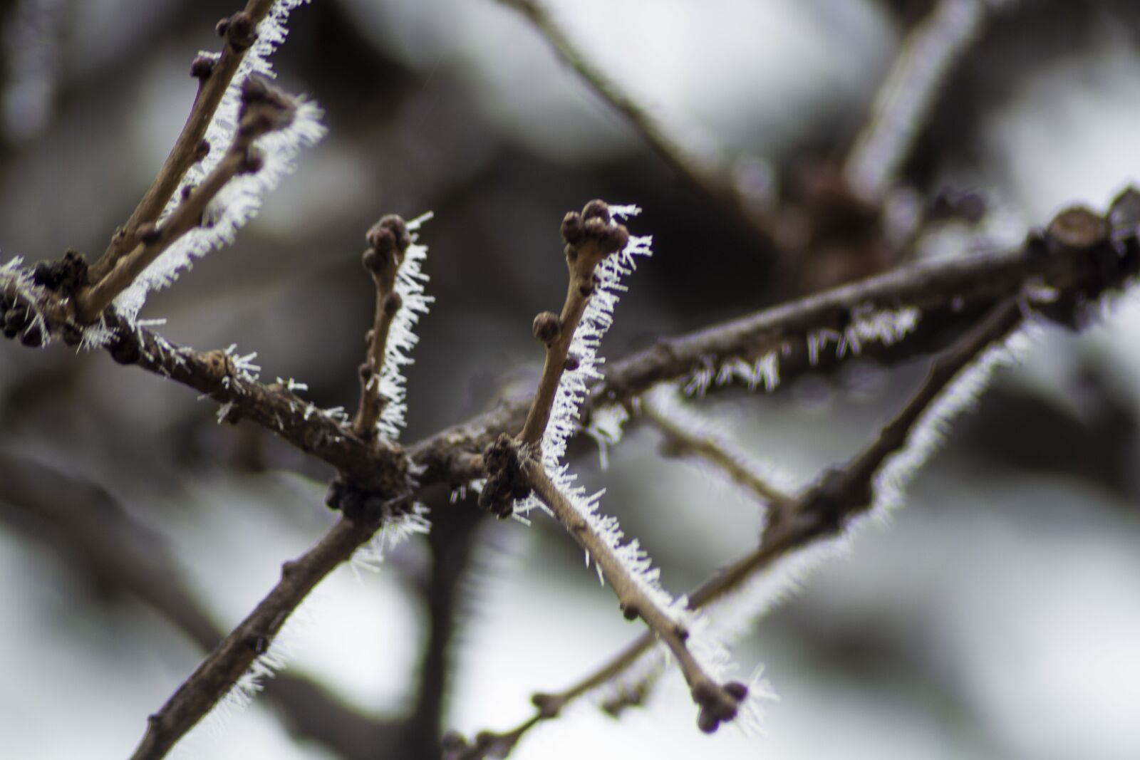 Nikon D5200 sample photo. Frost, tree, winter photography